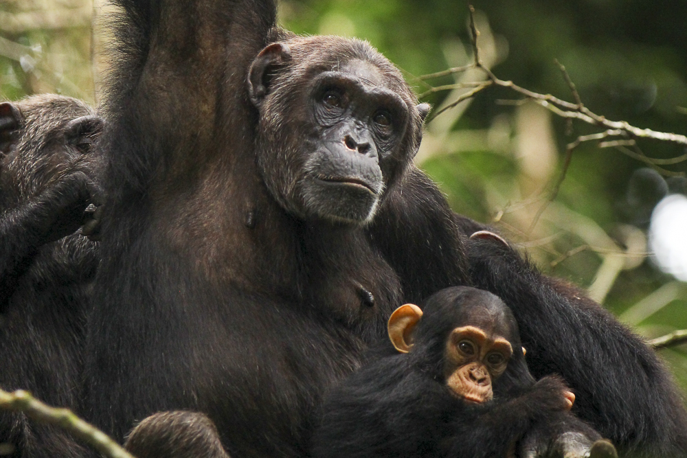 Kalinzu Forest Chimpanzee Safari