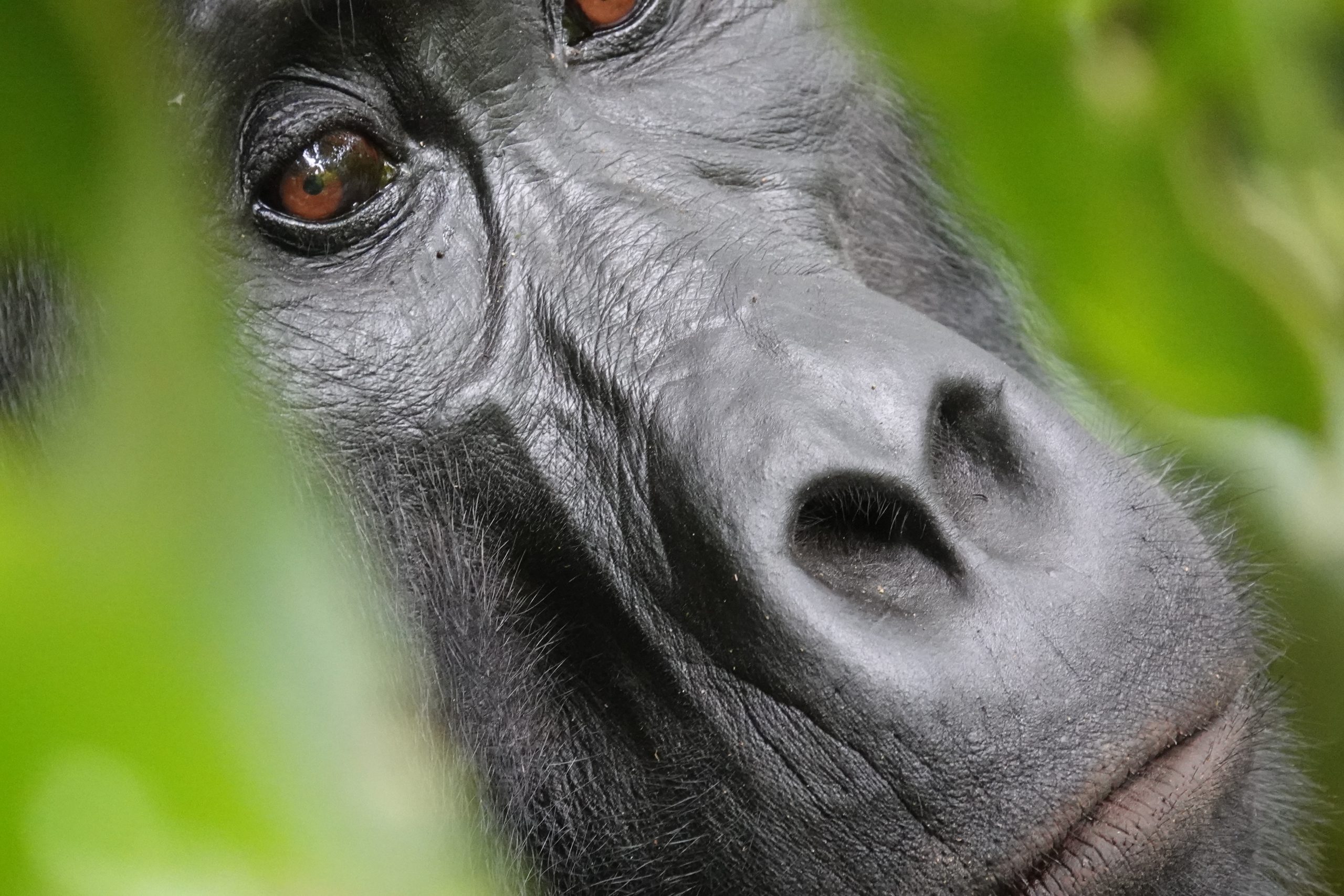 What is the difference between gorilla trekking and gorilla habituation
