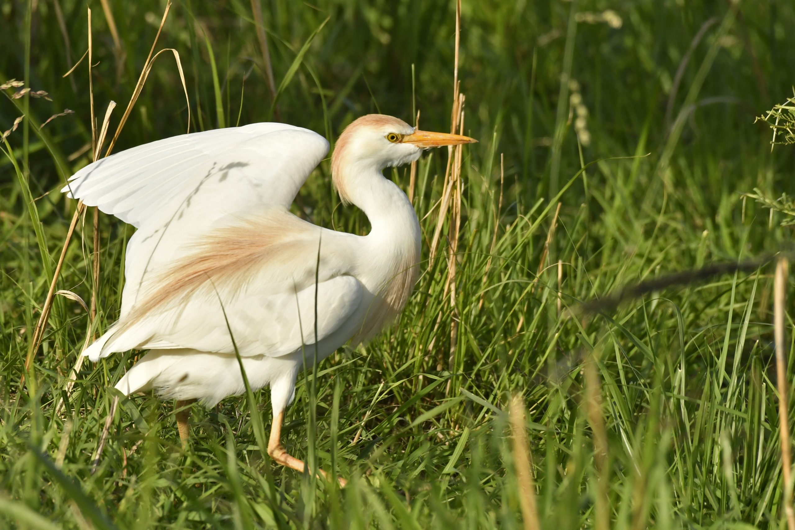 Birding Safari Watching in Uganda