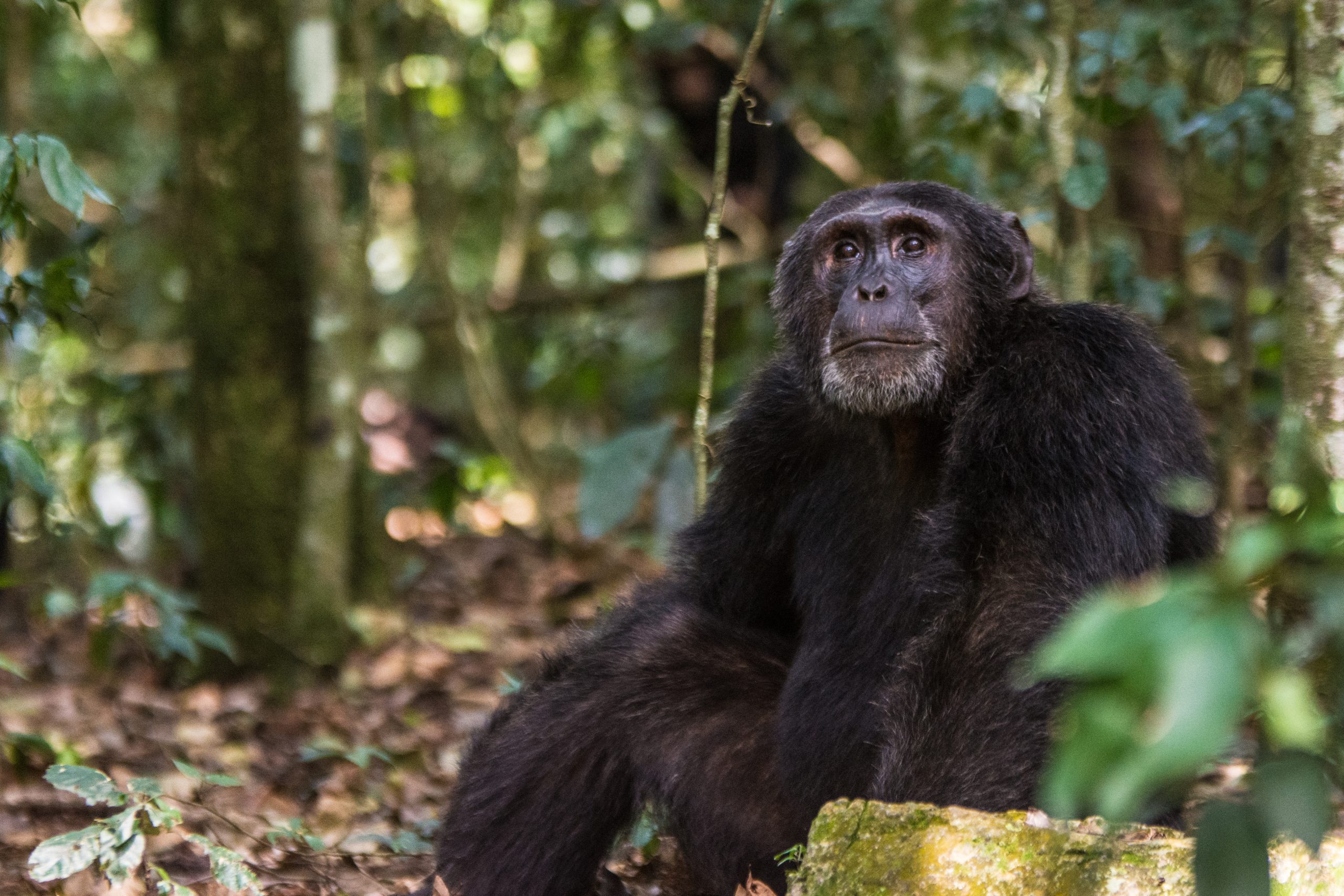 Where can I see Chimpanzees in Uganda