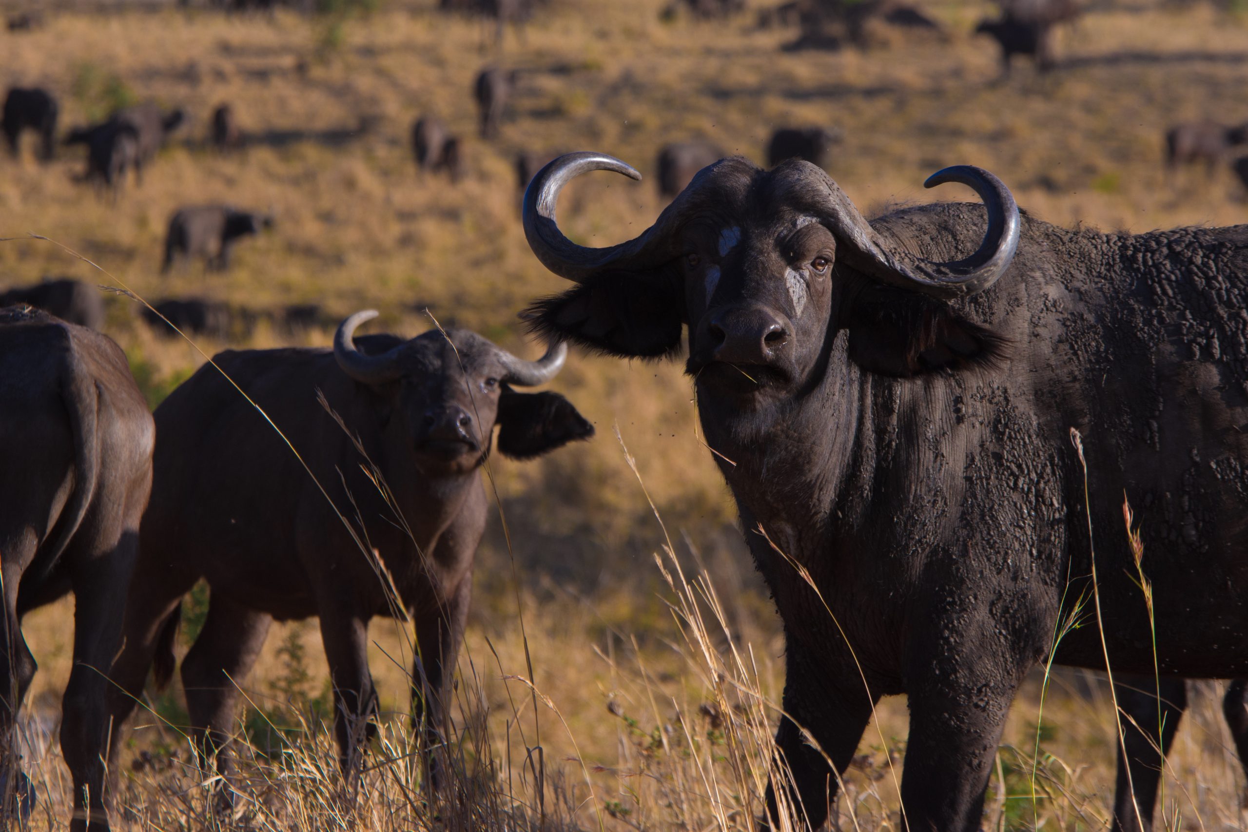 Kidepo Safari Package