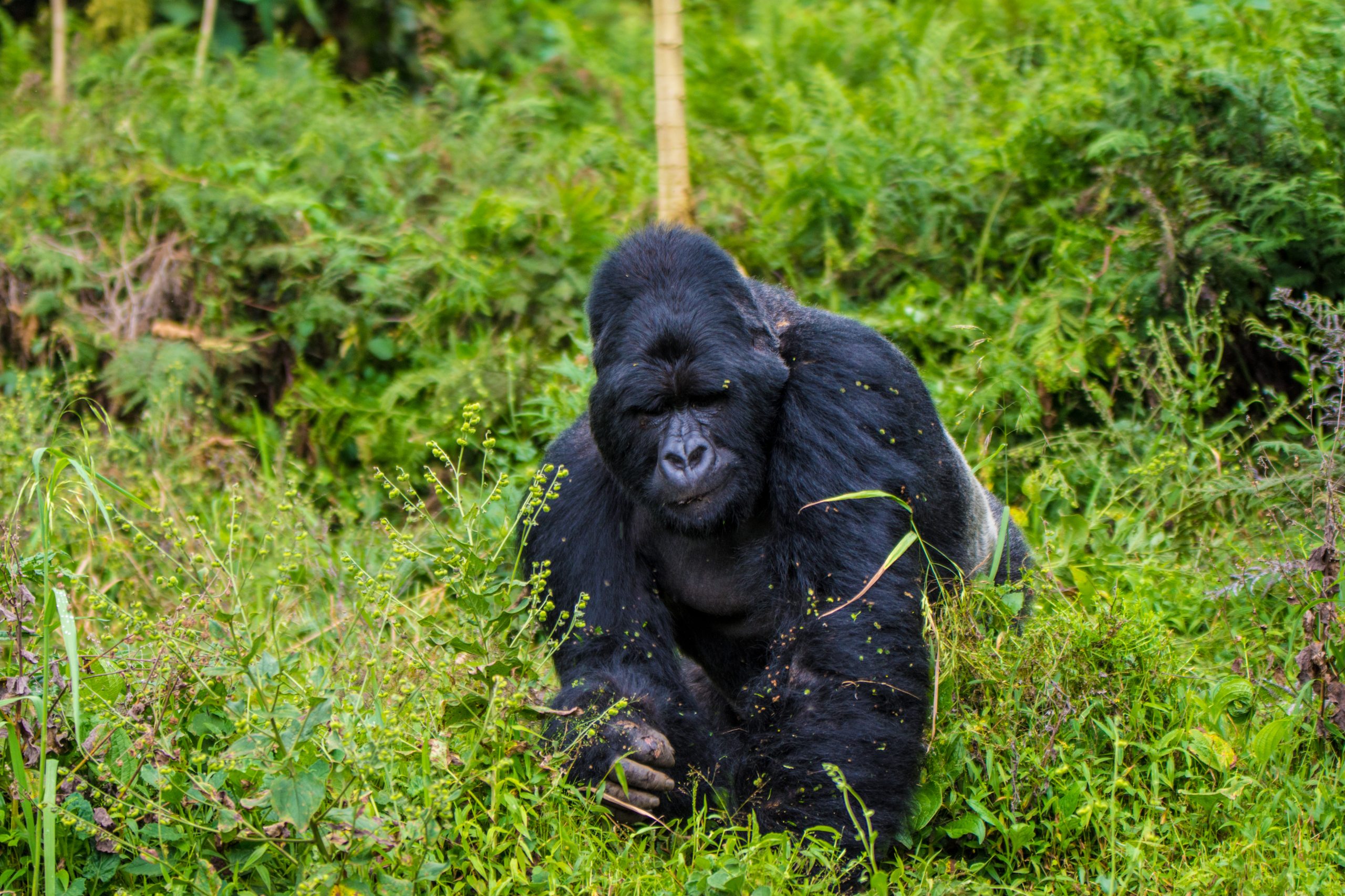 Uganda Gorilla Tracking