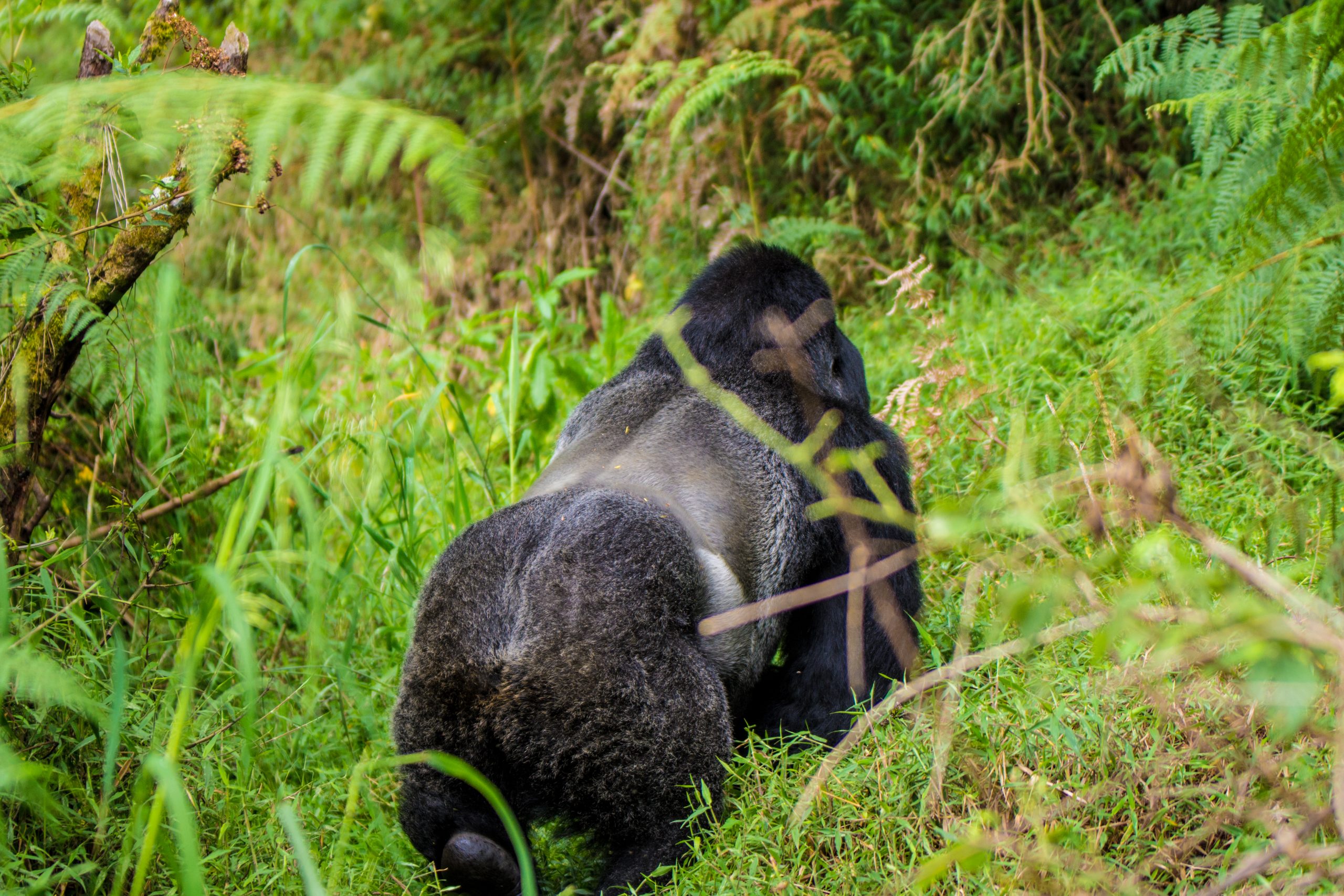 Bwindi Impenetrable Forest Gorilla Tracking Tour