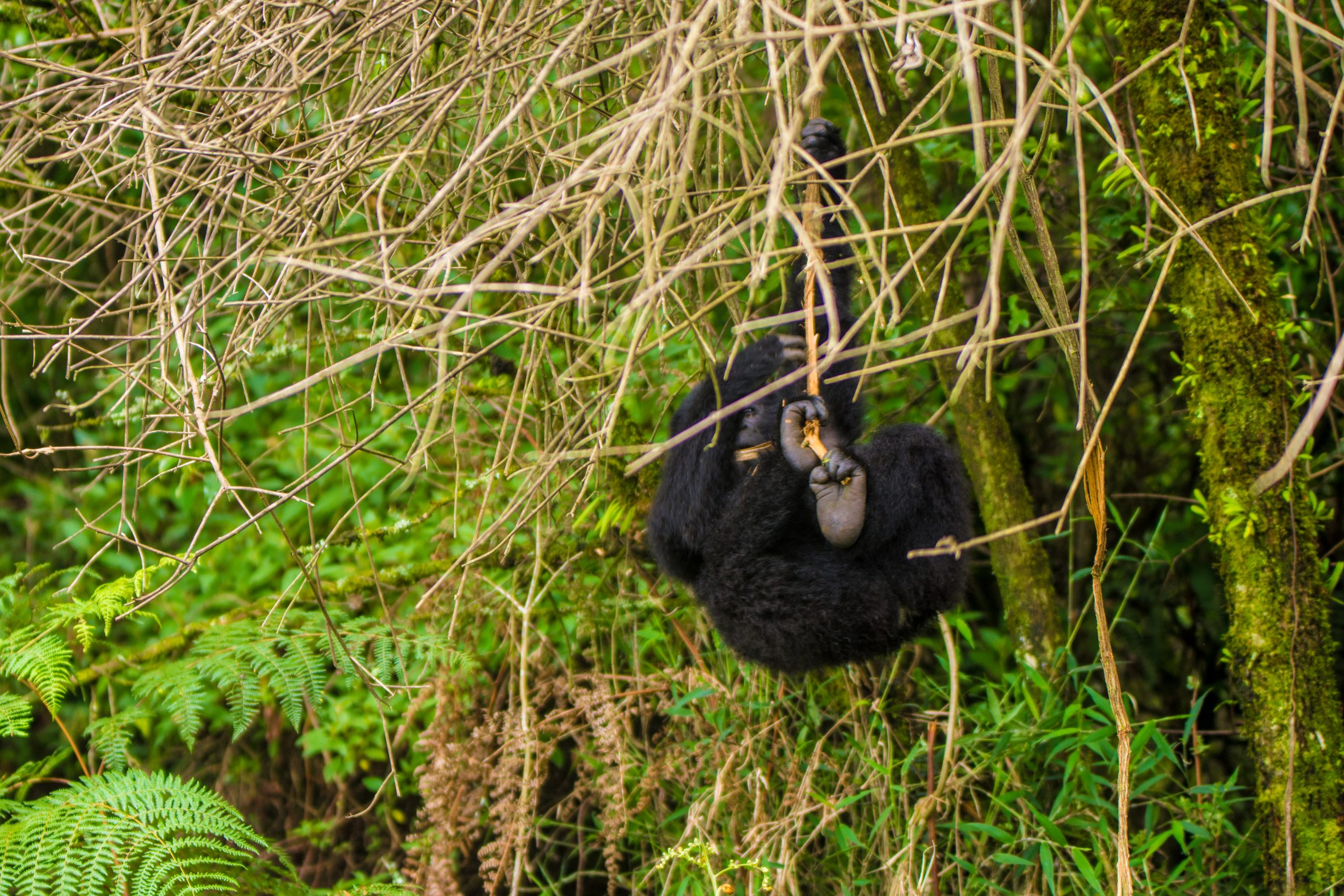 Gorilla Trekking Safari Packages
