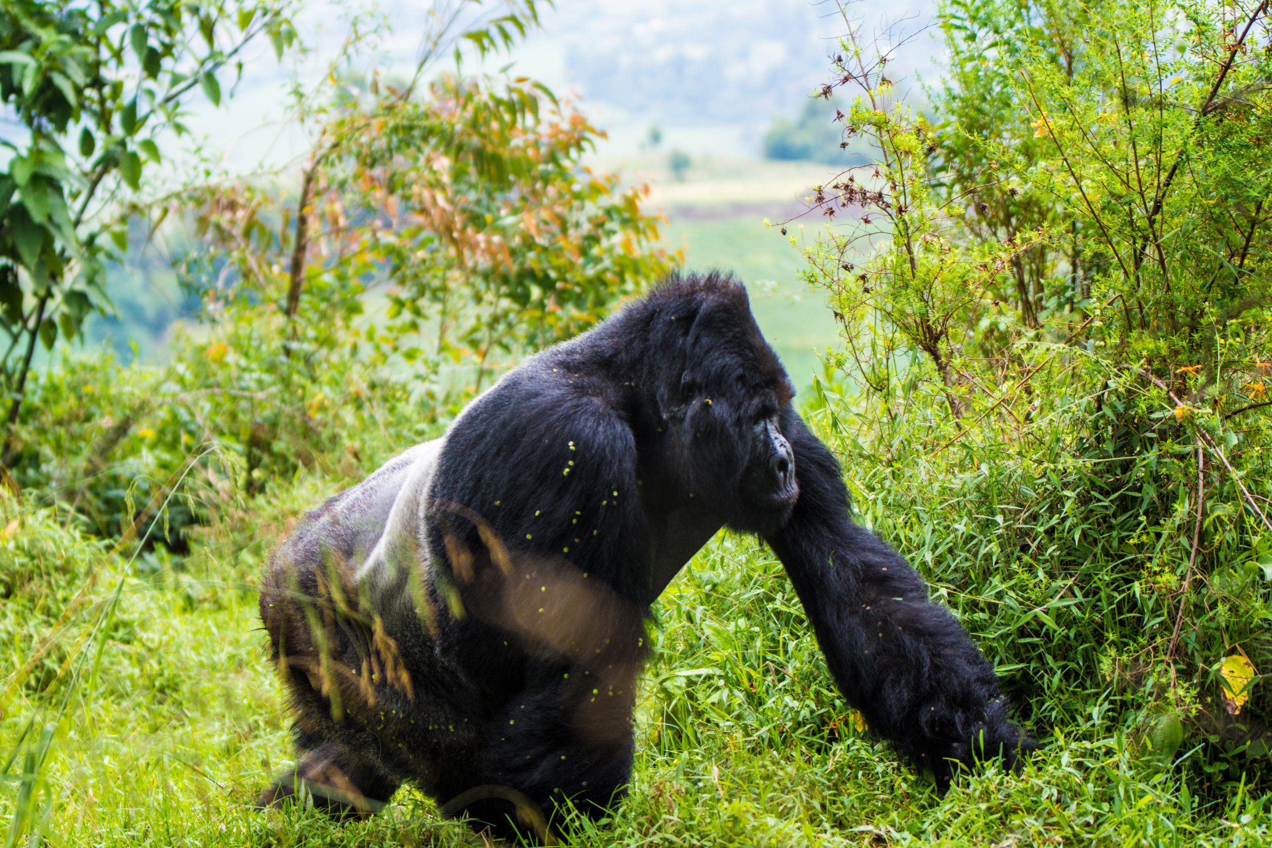 Is Gorilla Trekking in Uganda Safe