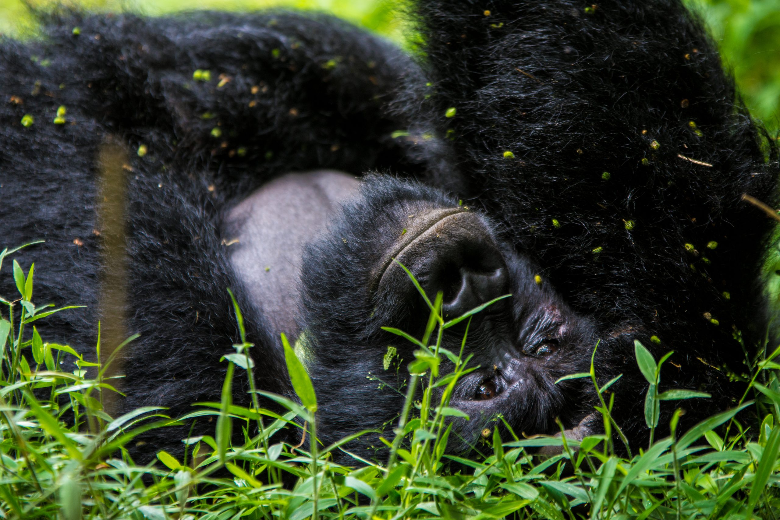 Gorilla Trekking Rwanda Uganda