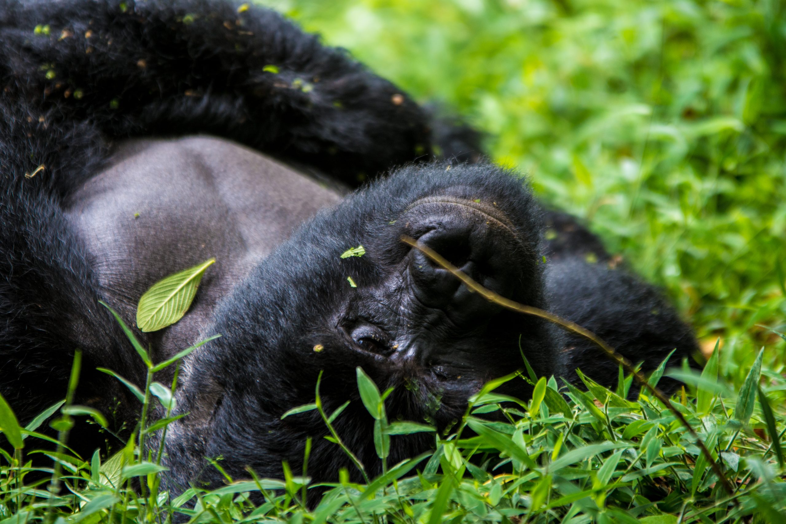 Can I take Photos During Gorilla Trekking