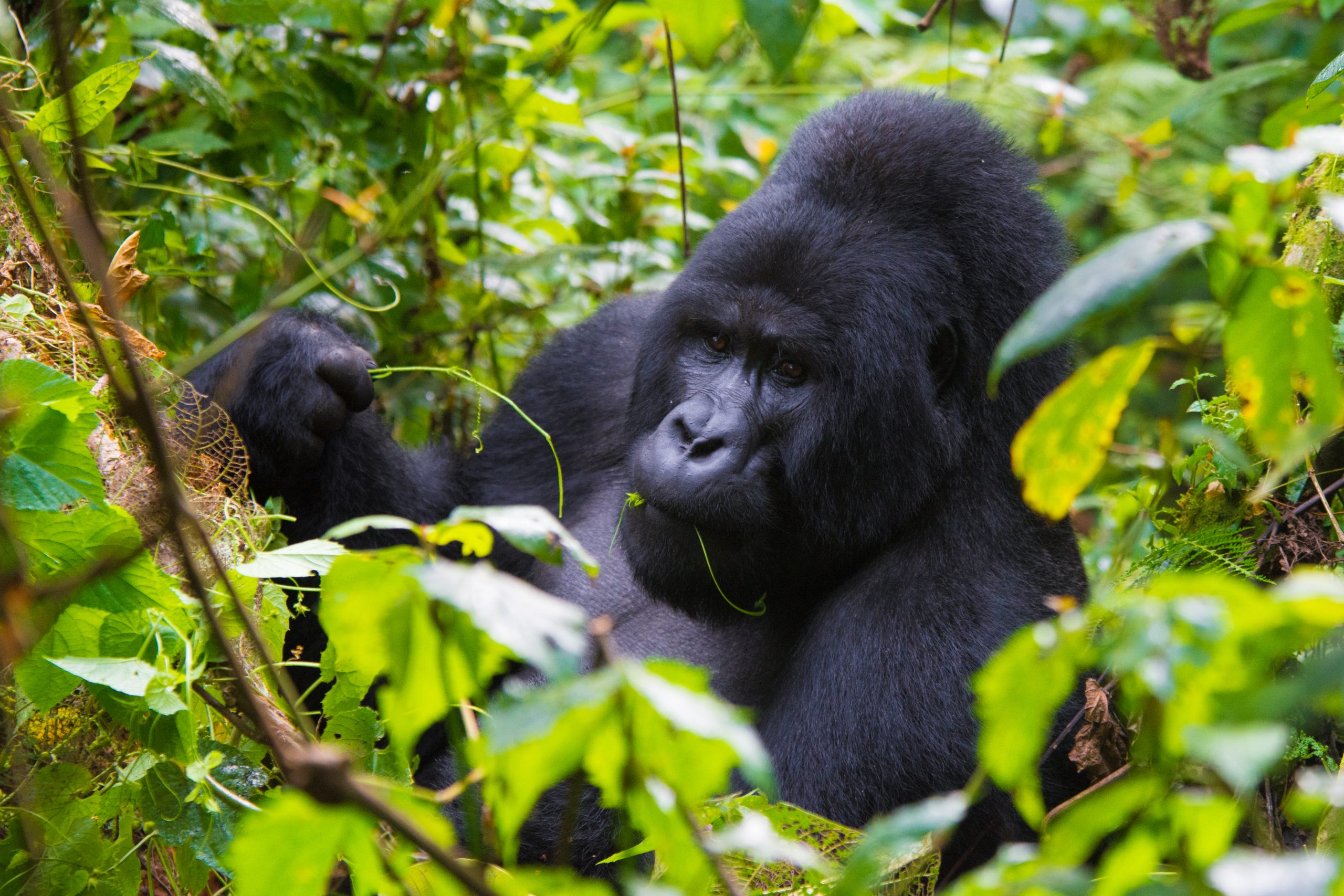 Can You Hire a Porter During Gorilla Trekking
