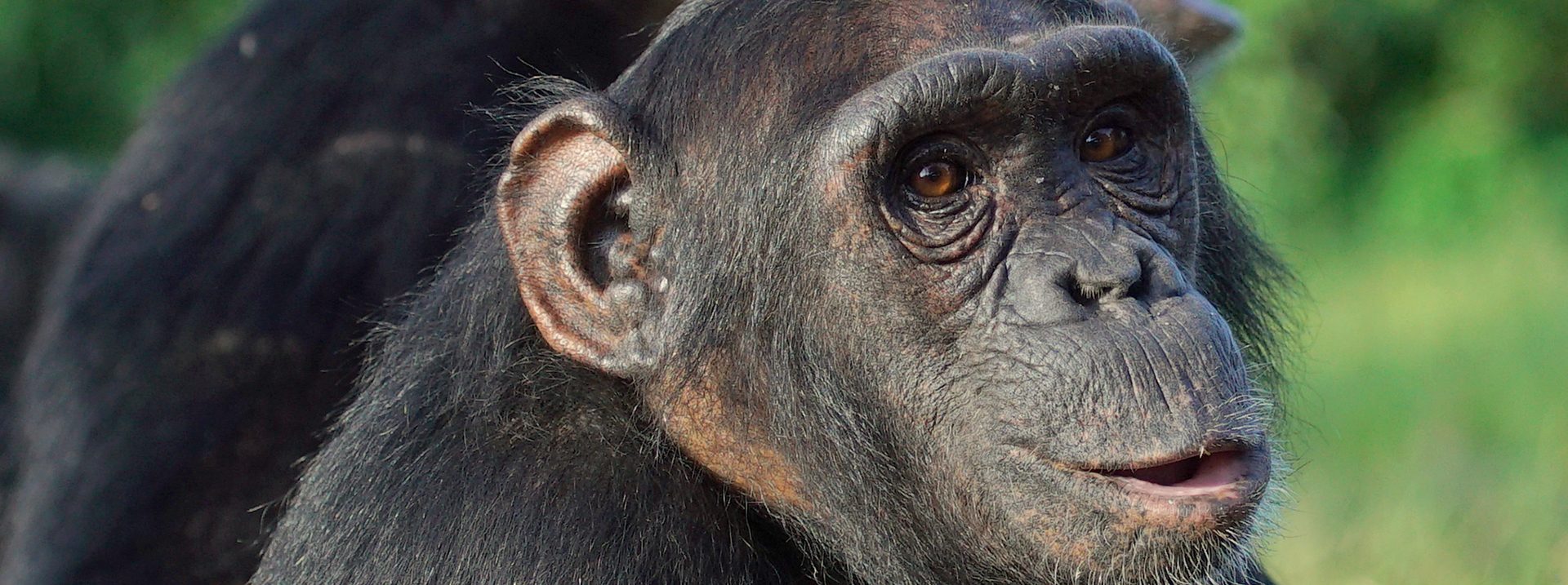 Ngamba Island Chimpanzee Sanctuary