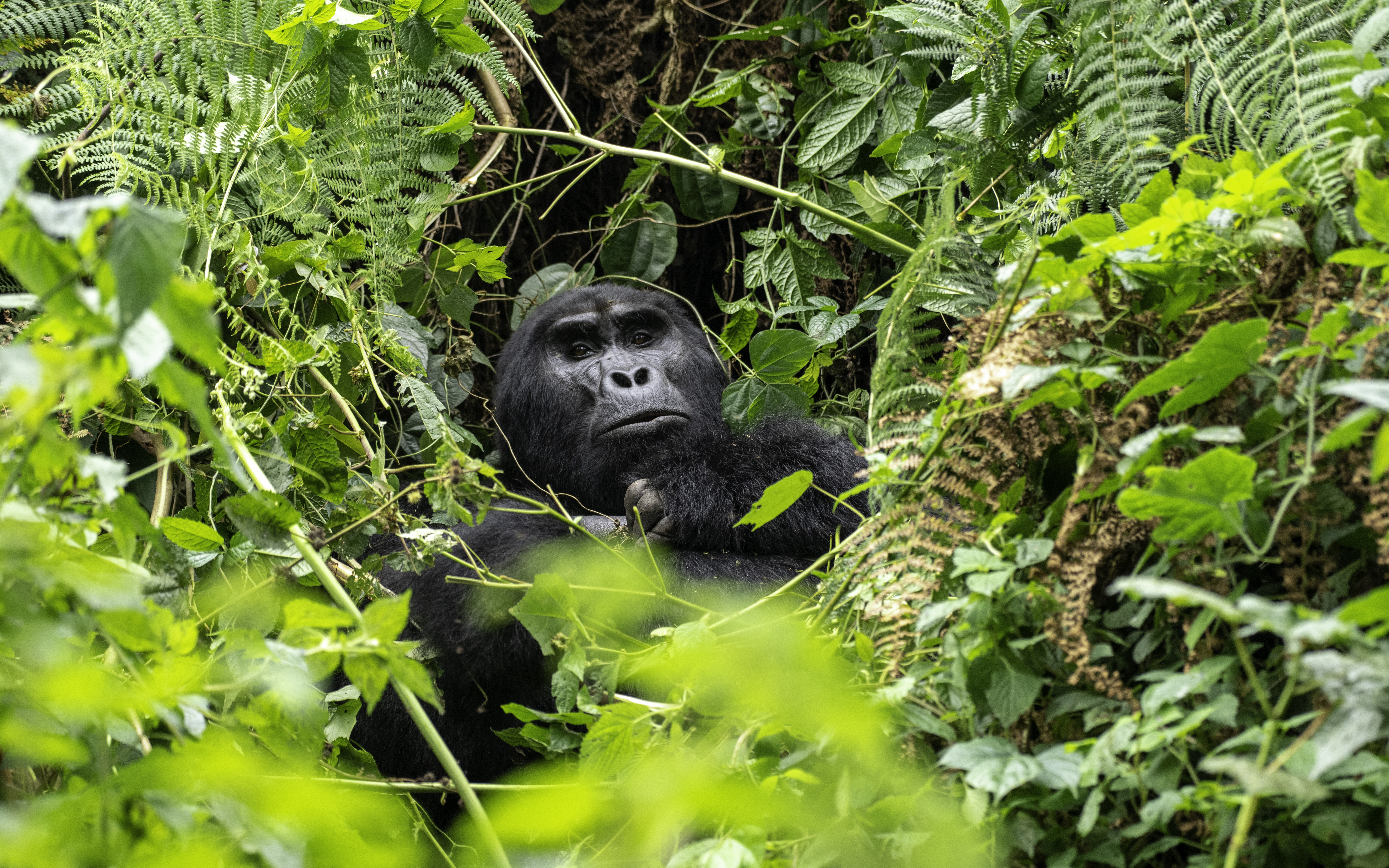 About Uganda Permits