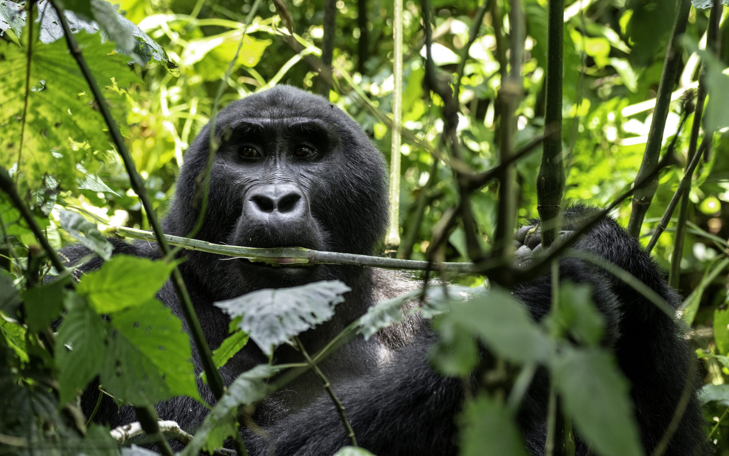 What happens during the Gorilla pre-trek briefing