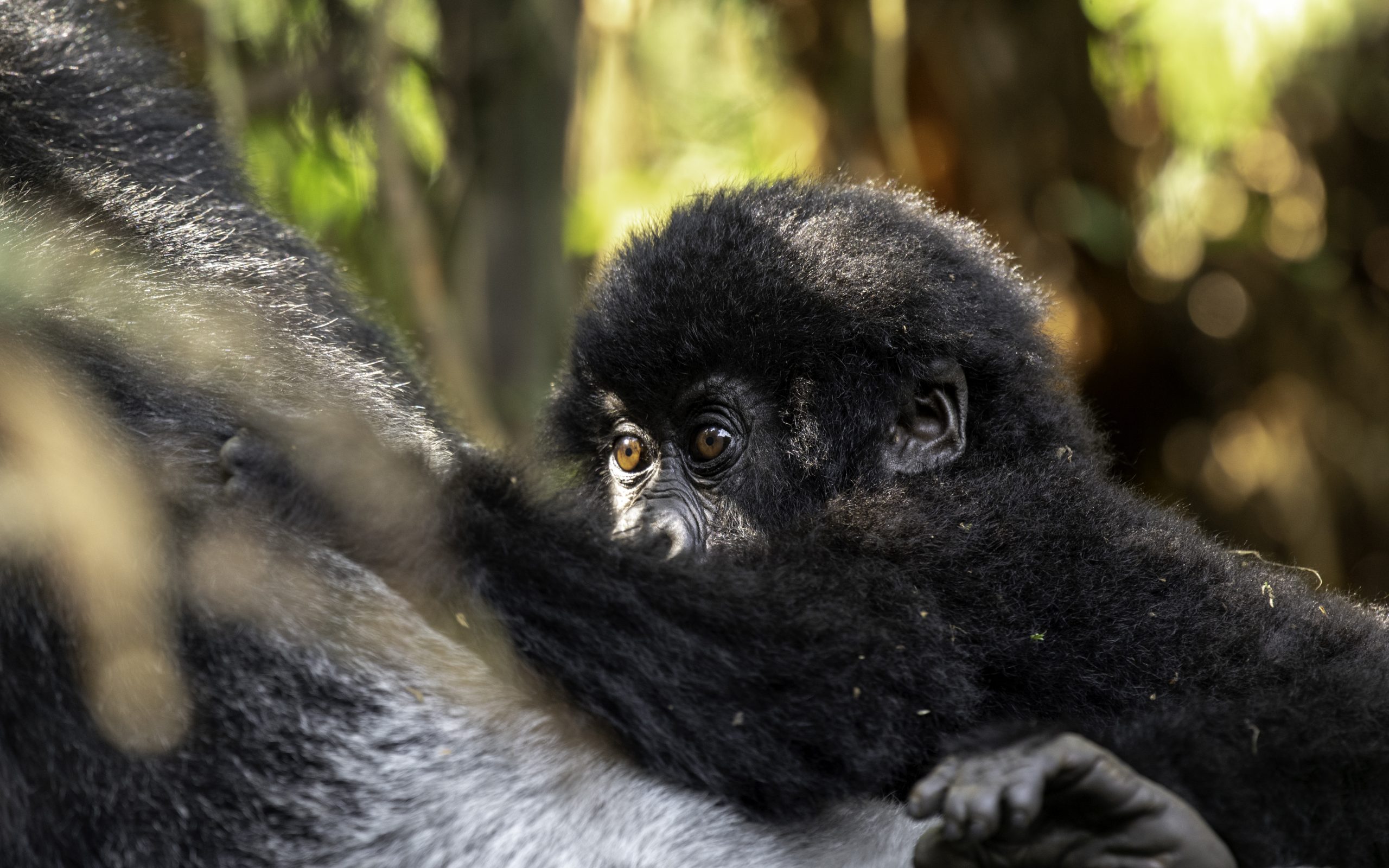 What are the Rules During Gorilla Trekking