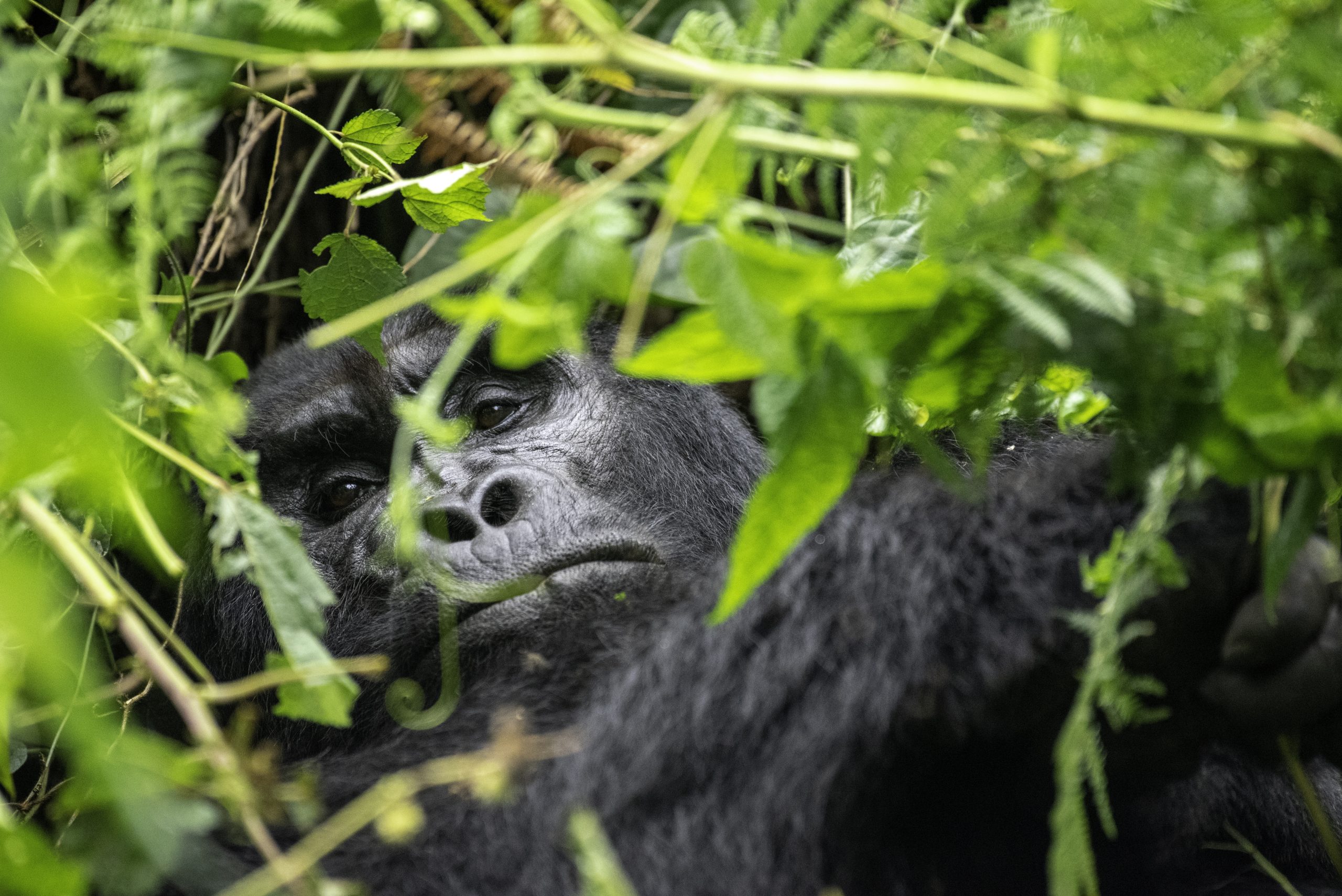Can I take Photos of Gorillas