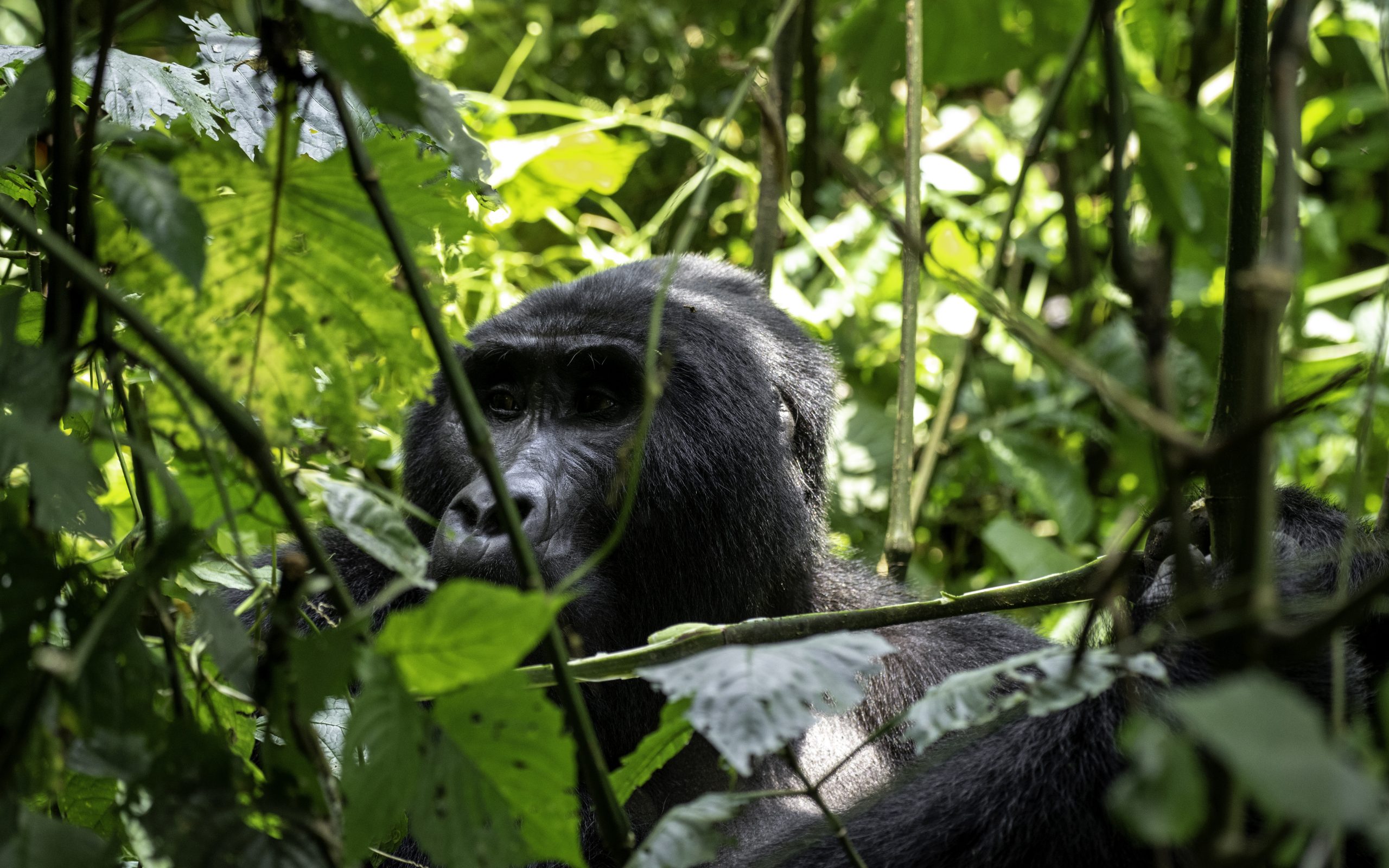 What Should I wear for Gorilla Trekking Experience