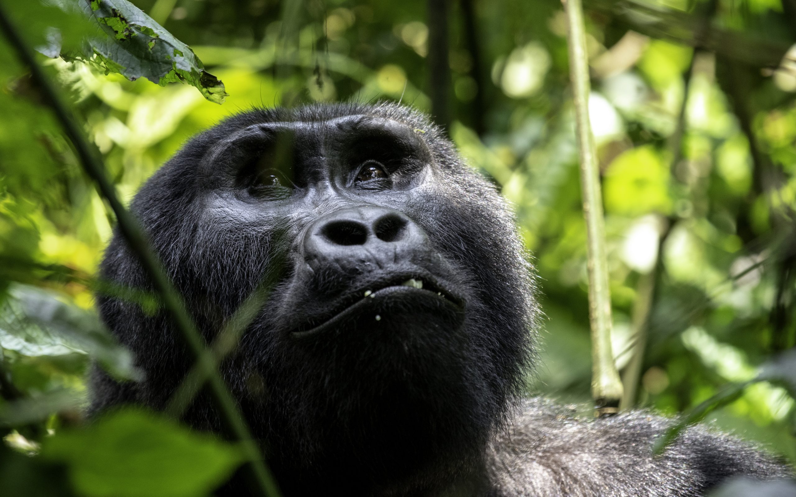 Can Drones be Used During Gorilla Trekking
