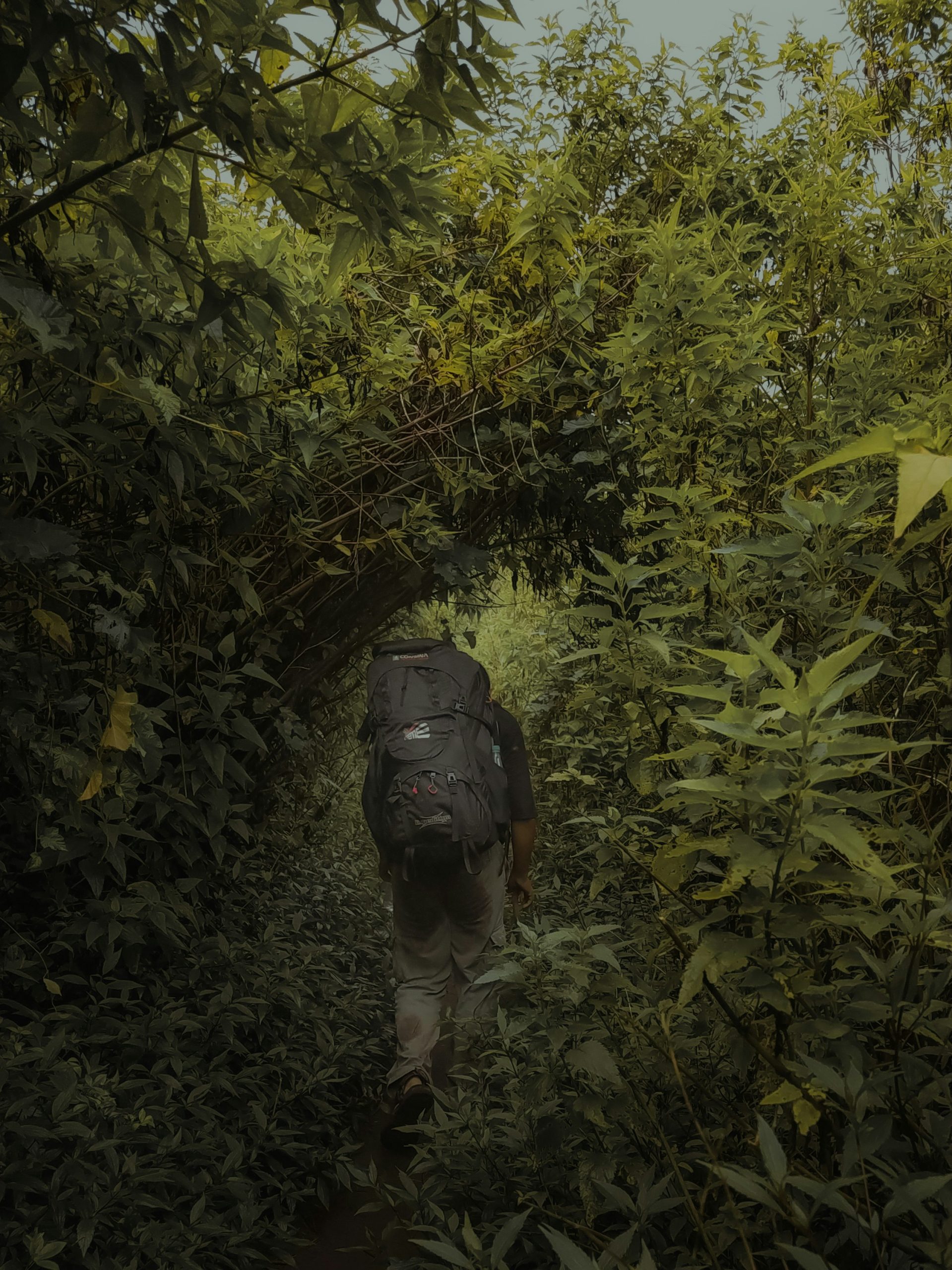 Best Places for Gorilla Trekking in Uganda