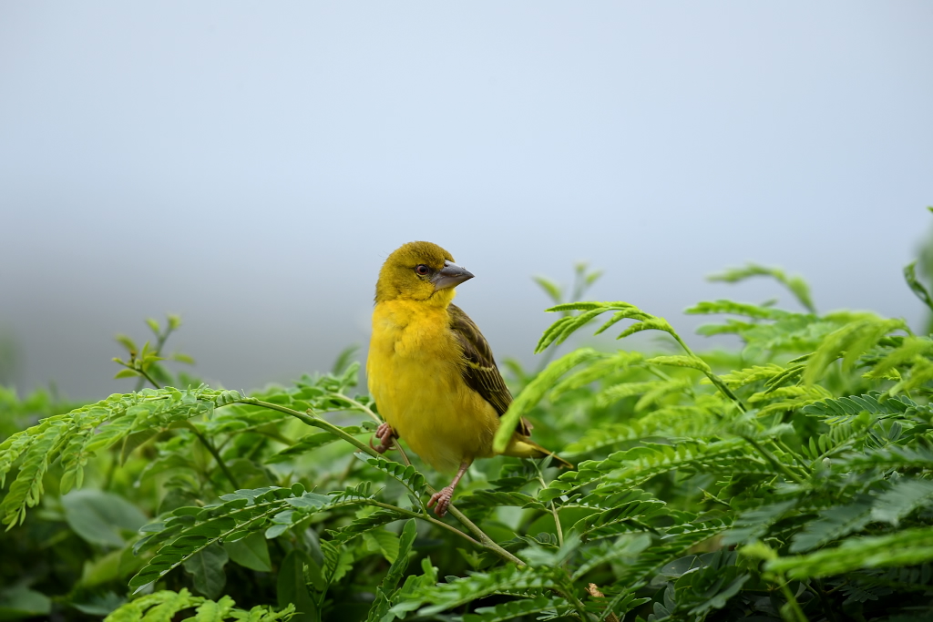 Uganda Birding Tour Excursion