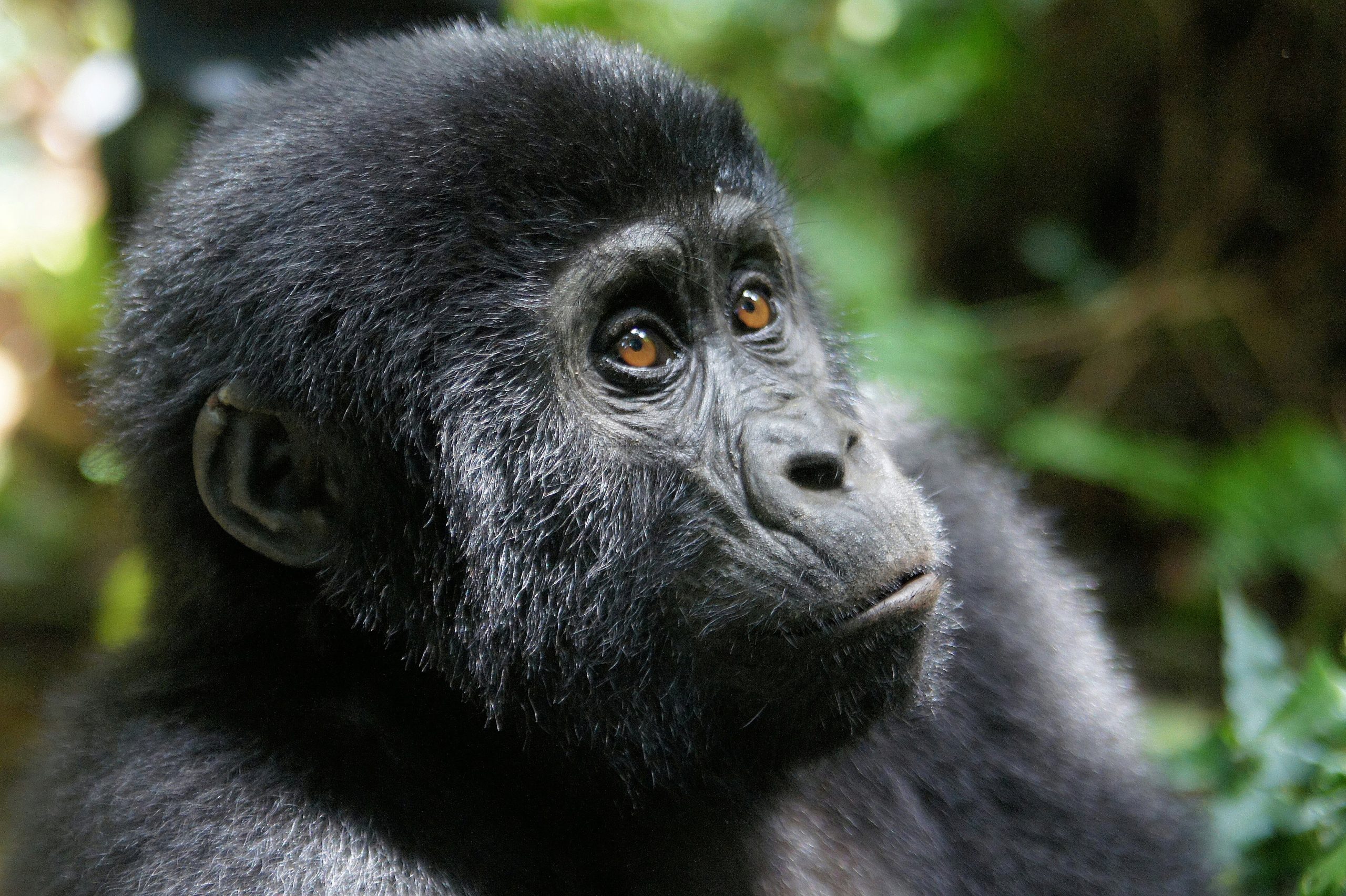 Are Walking Sticks Provided During Gorilla Trekking