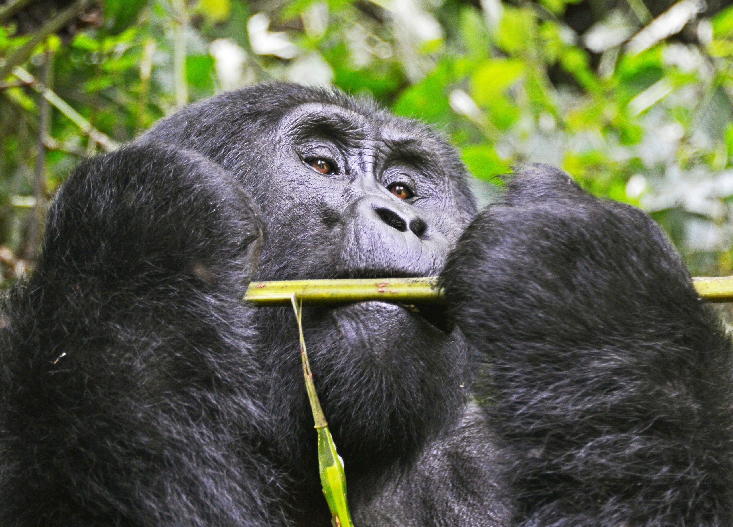 5 Day Gorilla Trekking and Queen Elizabeth Safari Uganda