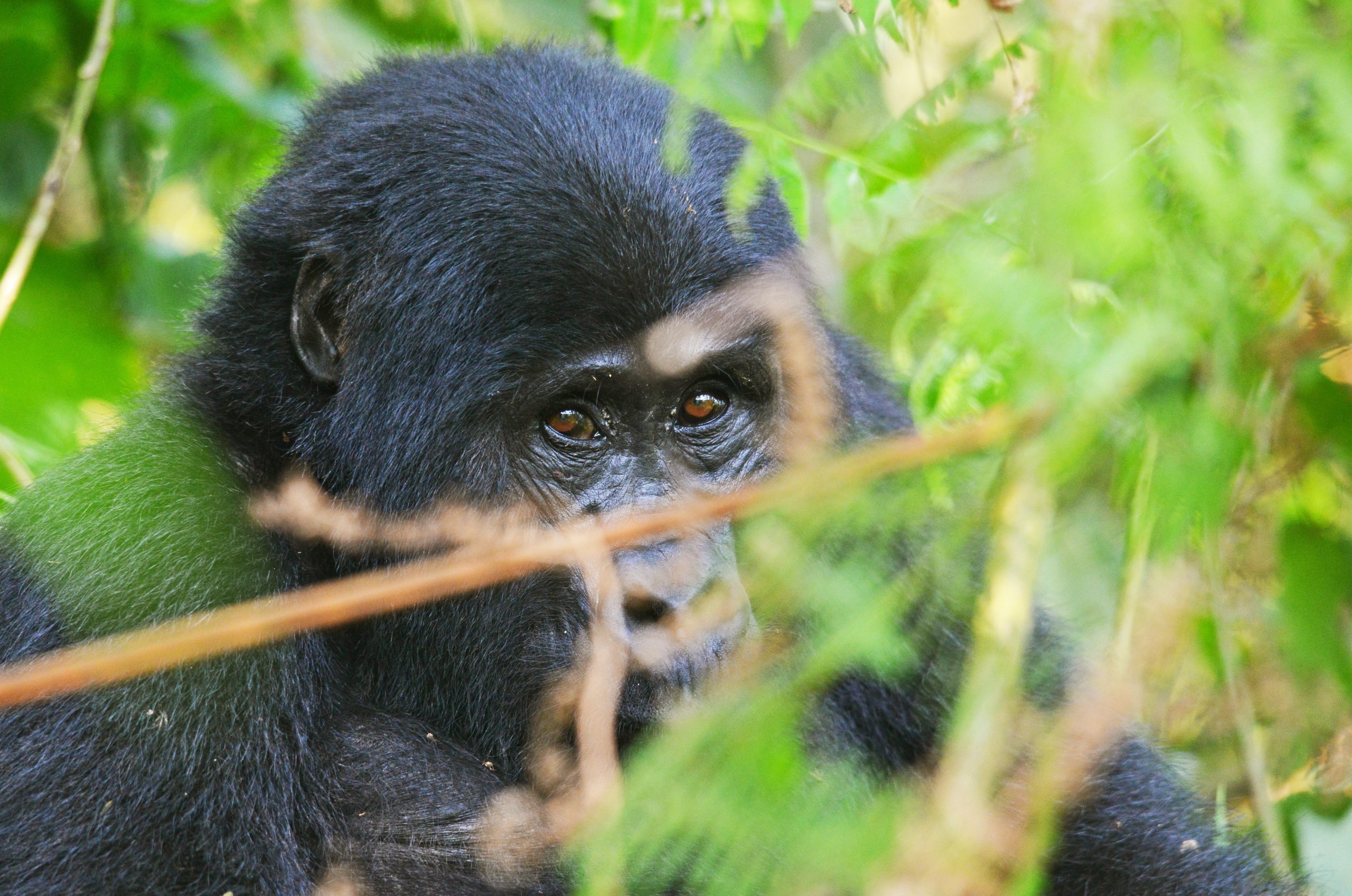 6 Day Gorilla Chimp and Wildlife Safari Uganda itinerary