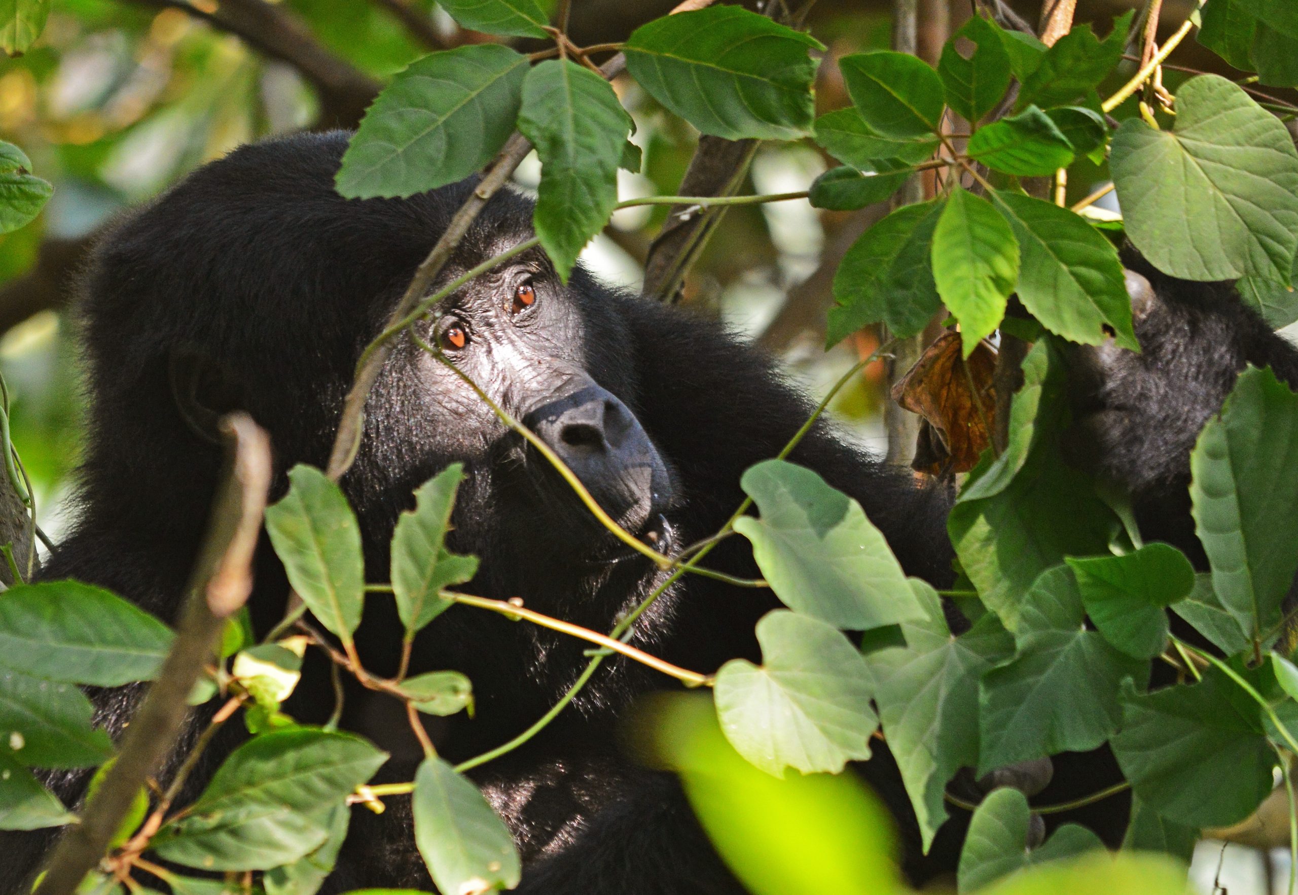 7 Day Uganda Safari Gorillas Chimps and Wildlife Cost
