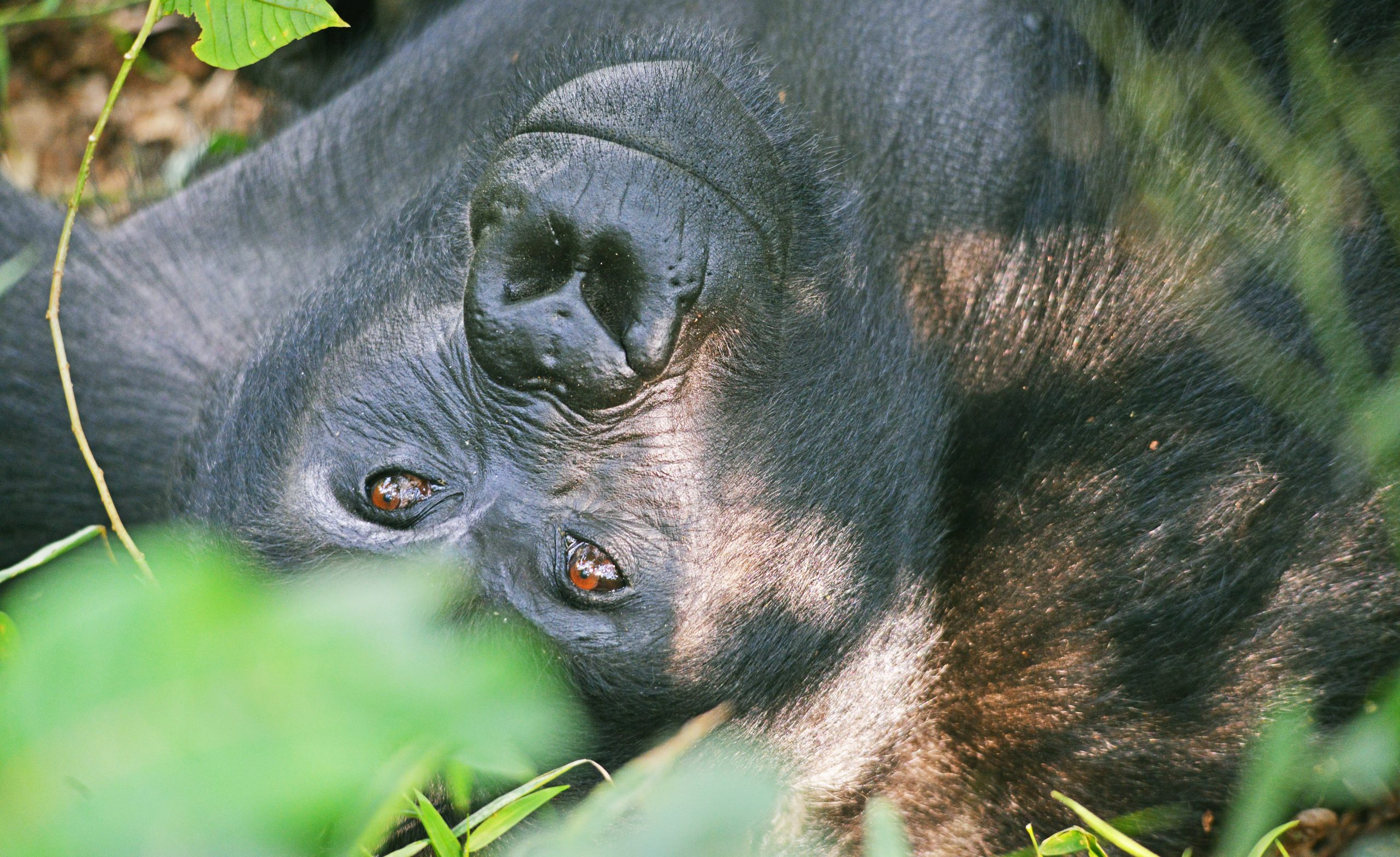 Gorilla Trekking from Kigali to Bwindi