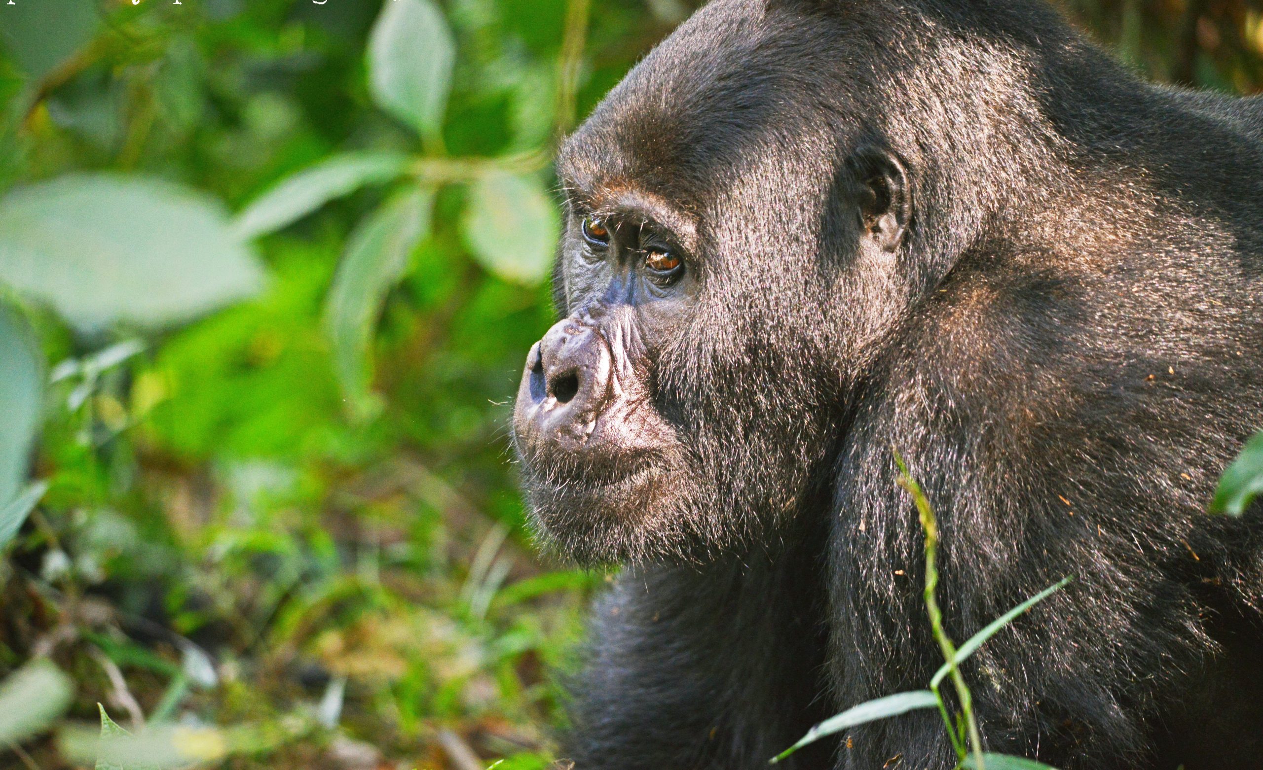 2 Day Gorilla trekking Uganda Fly-in Safari