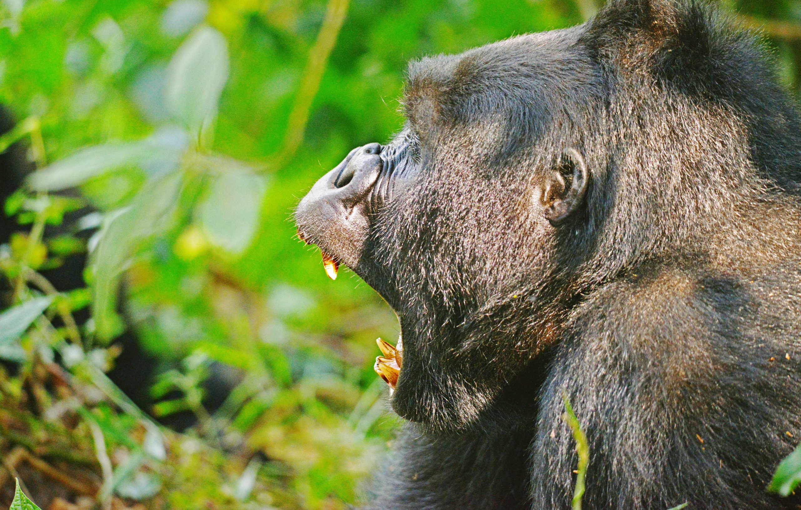 2 Day Gorilla Trekking Safari Bwindi
