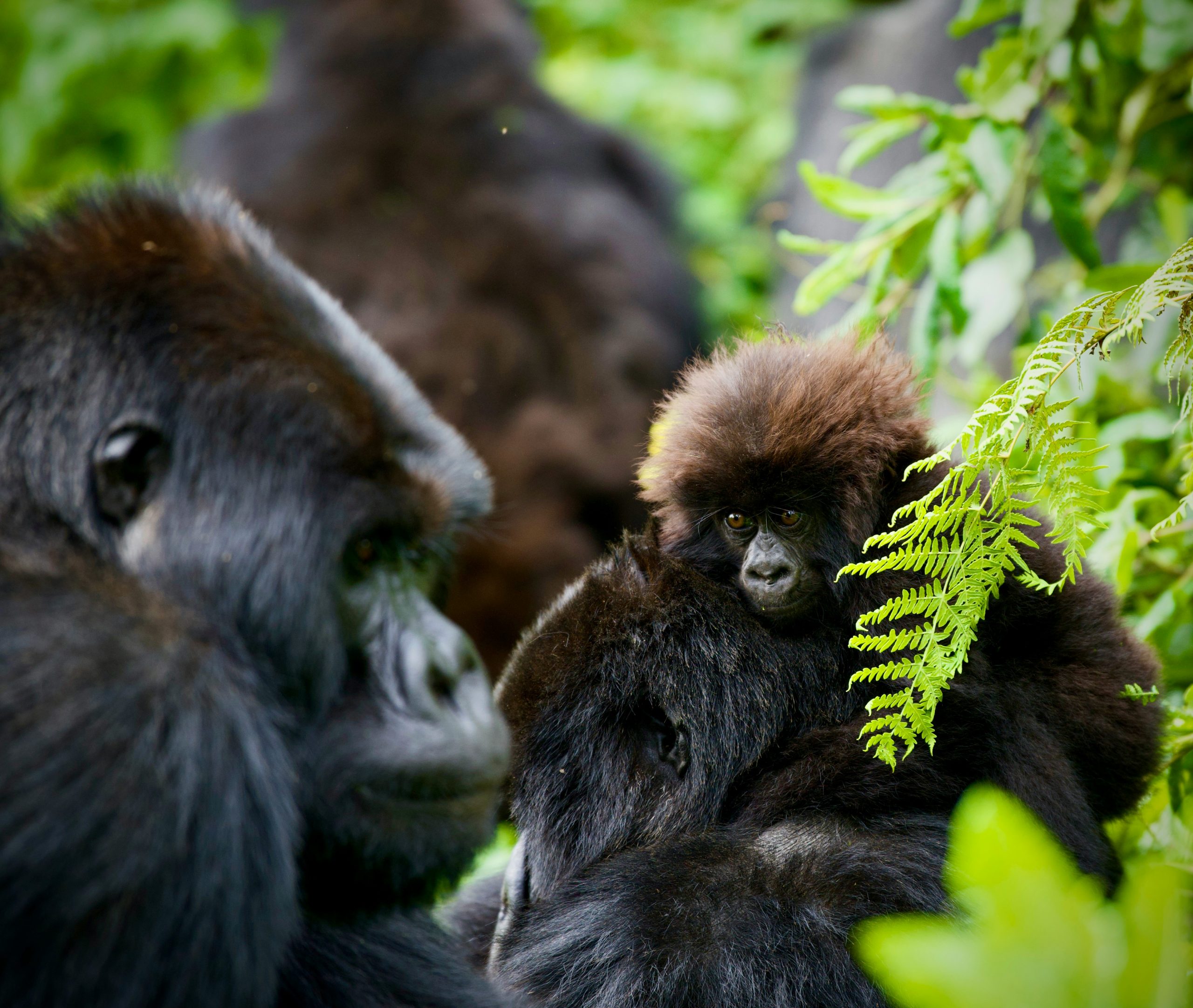 Uganda Western Circuit Safari Gorillas and Wildlife Adventure