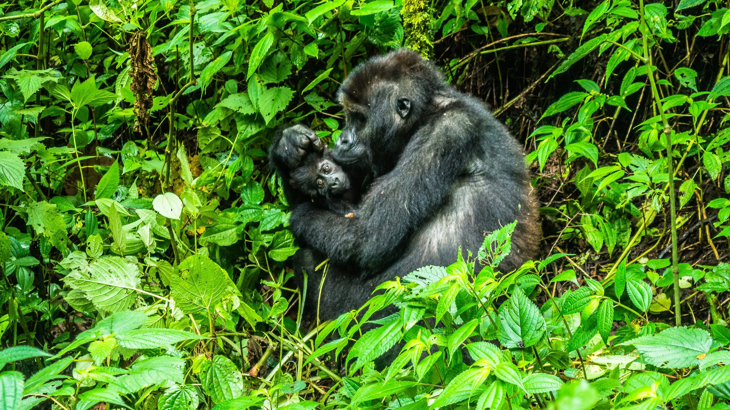 Uganda Primate Safari Itinerary