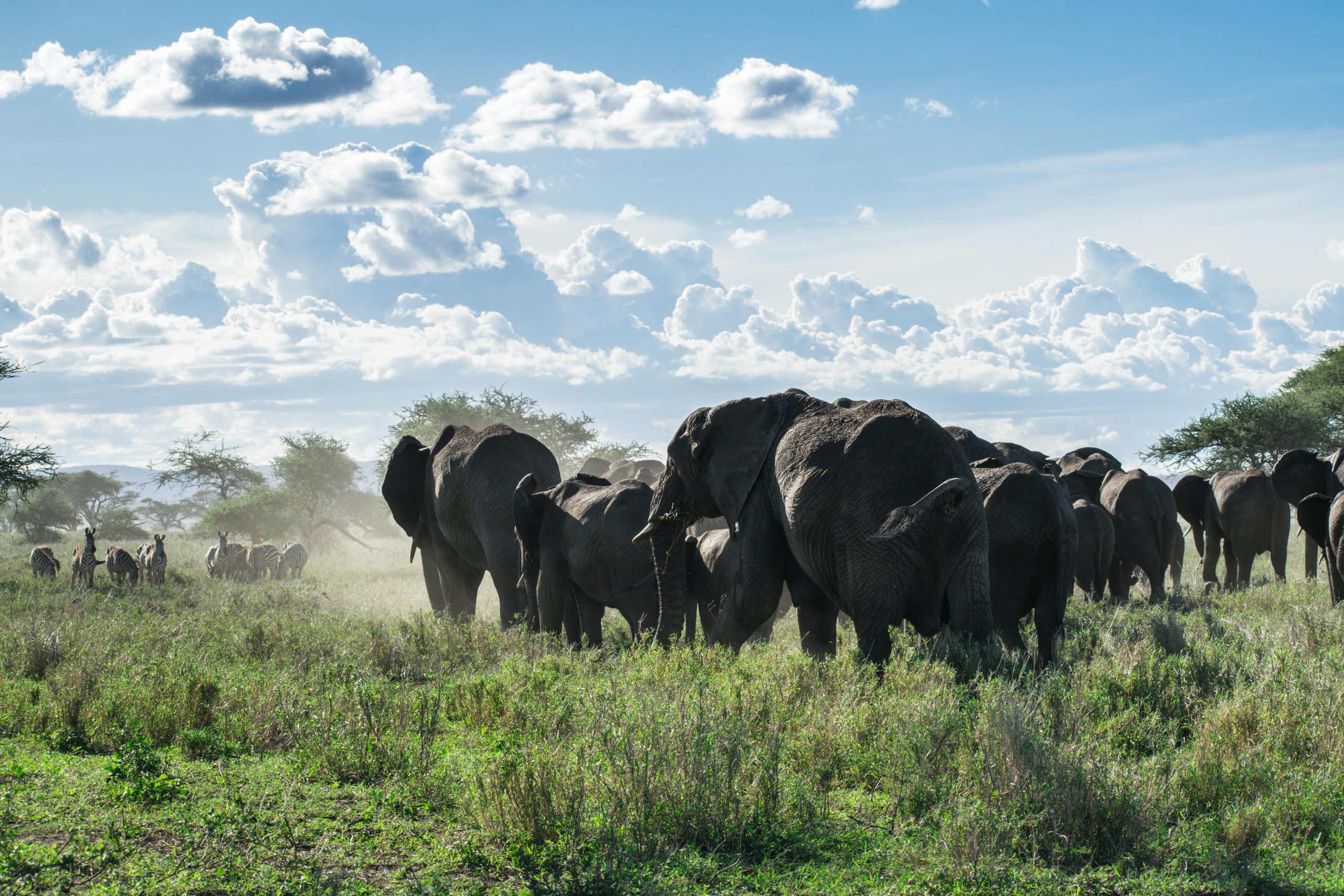 Wildlife Safaris in Kenya
