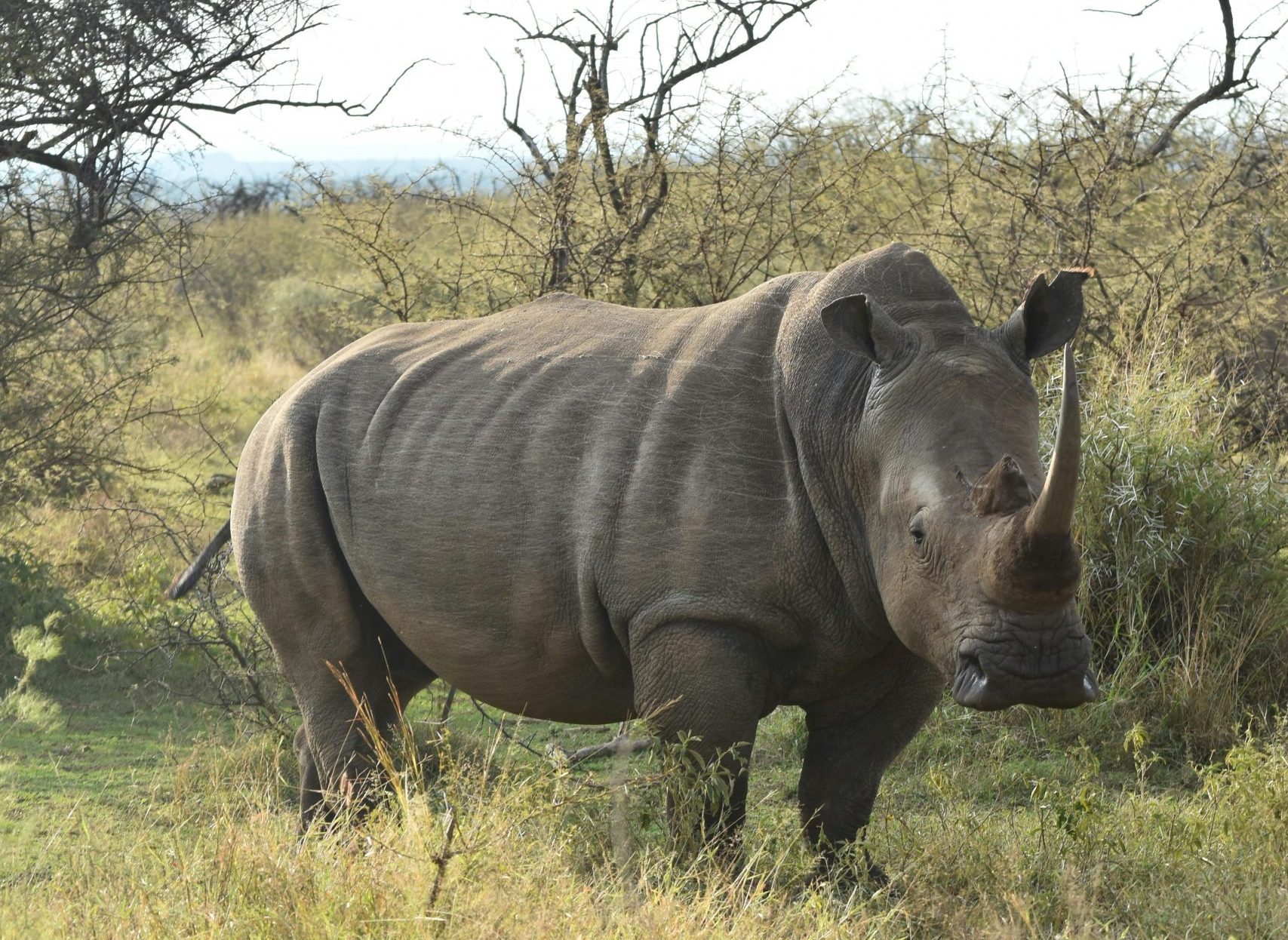 Rhino Tracking in Ziwa Rhino Sanctuary