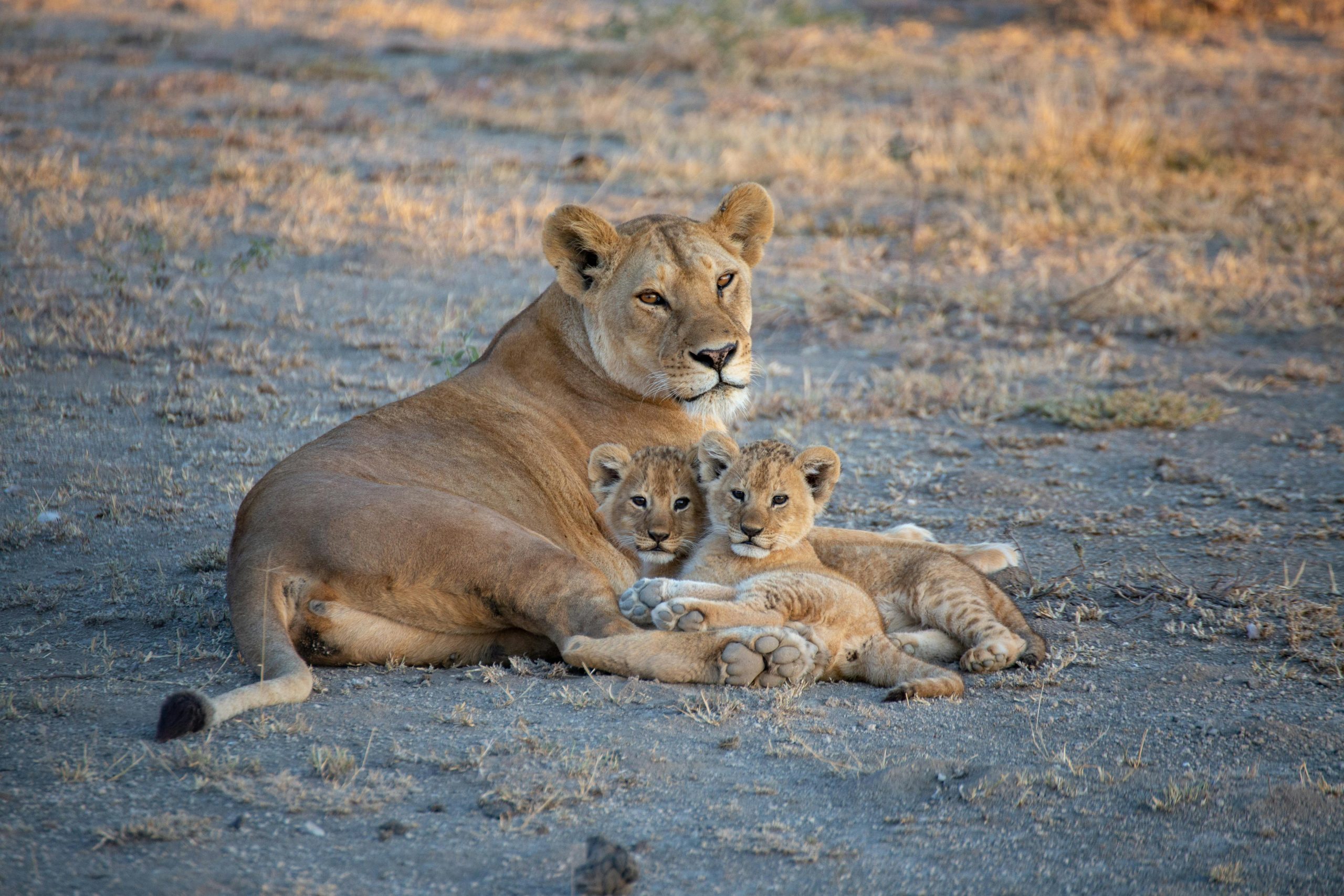 Family Safaris in Kenya