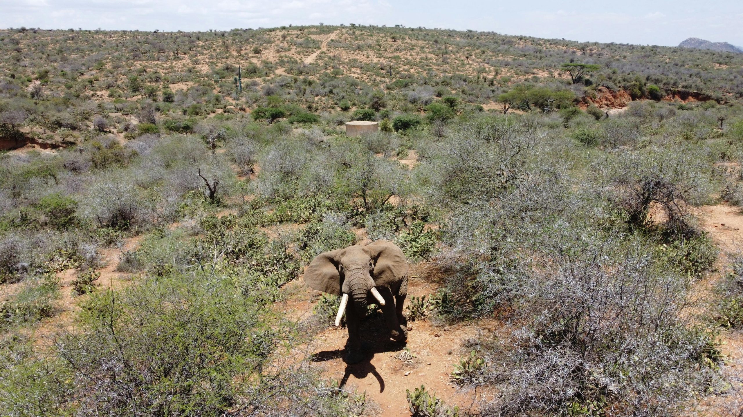Laikipia Wilderness Safaris