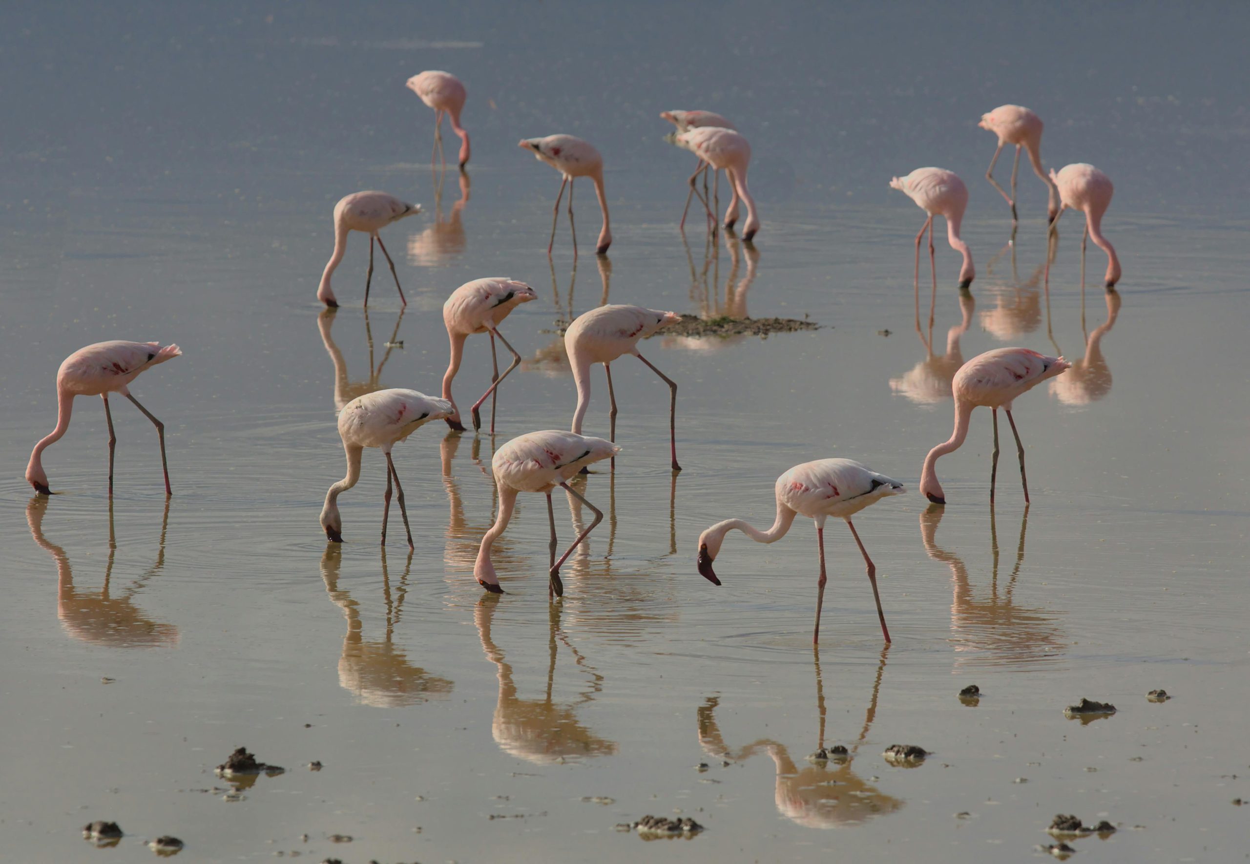 Flamingo Facts Kenya