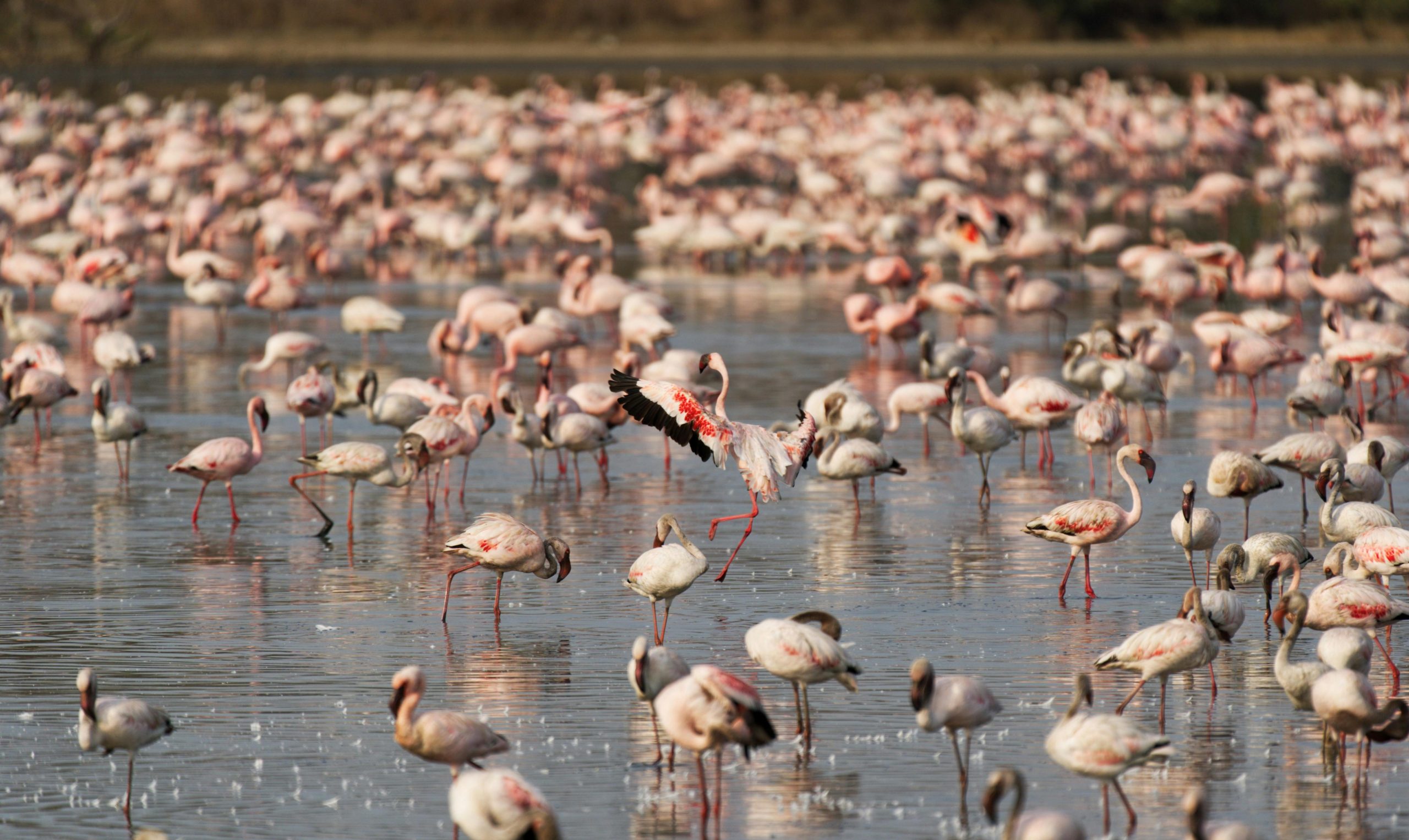 Lake Elementaita Safari
