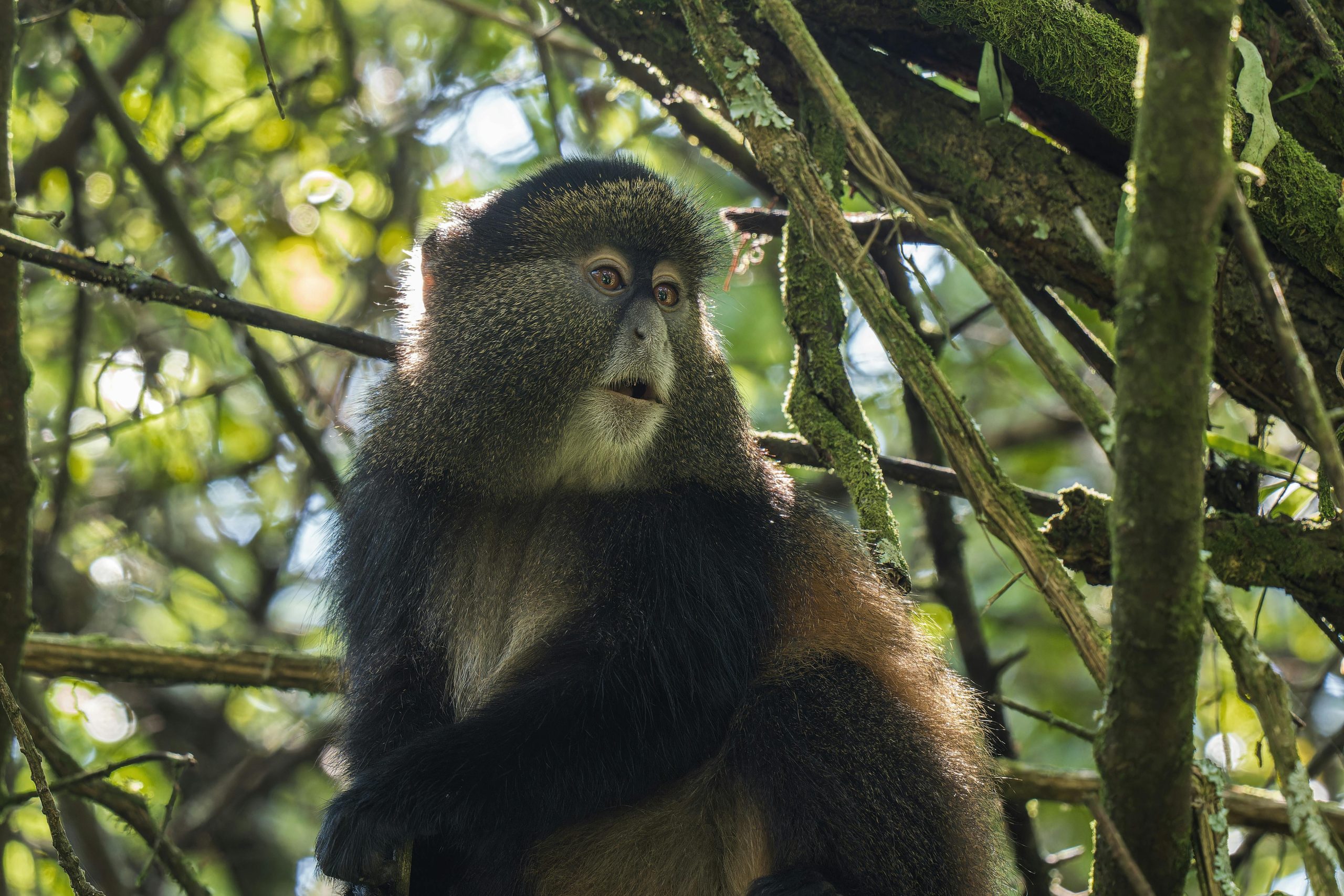 Mgahinga Gorillas and Golden Monkeys Trekking Safari