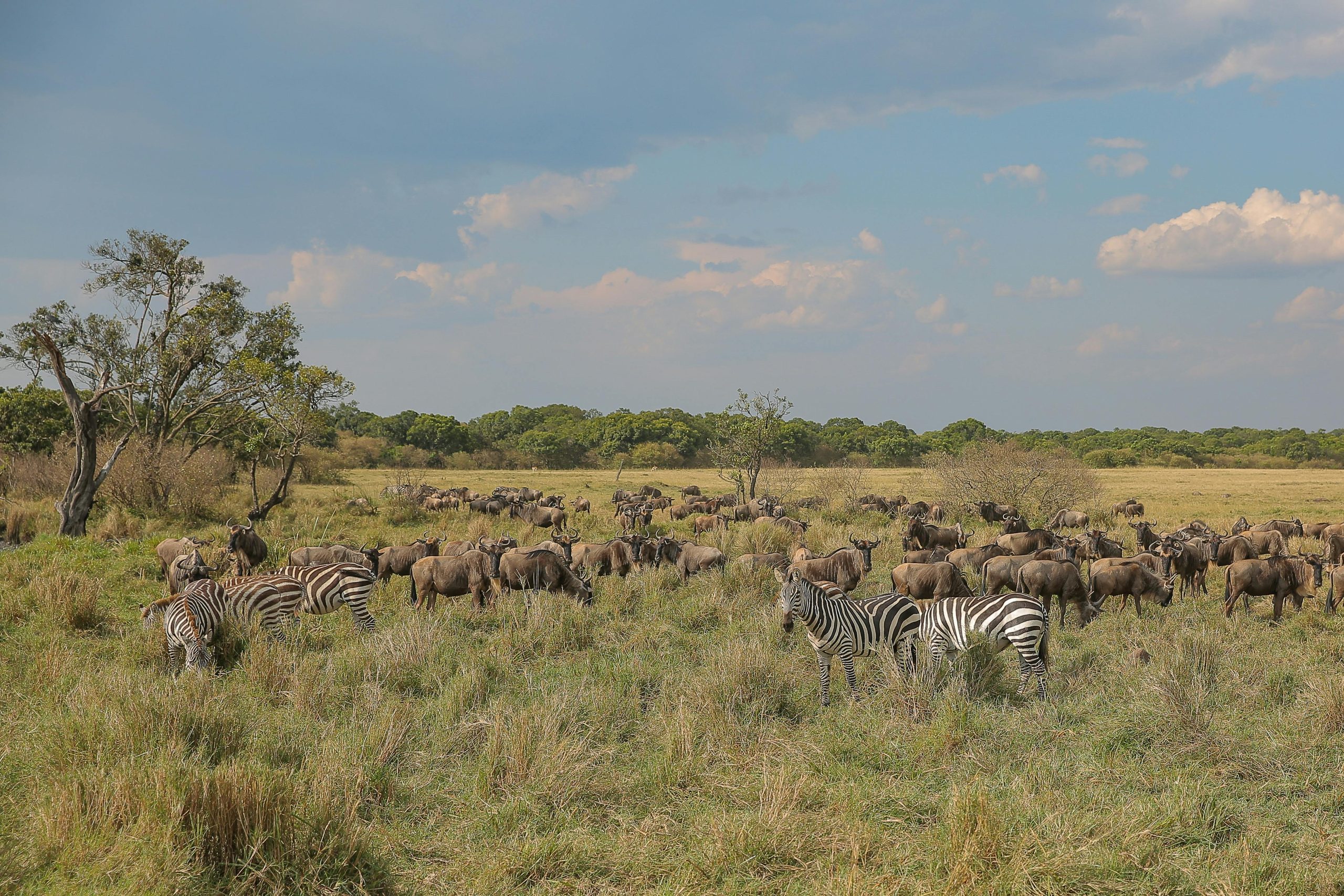 Masai Mara Safaris Expedition