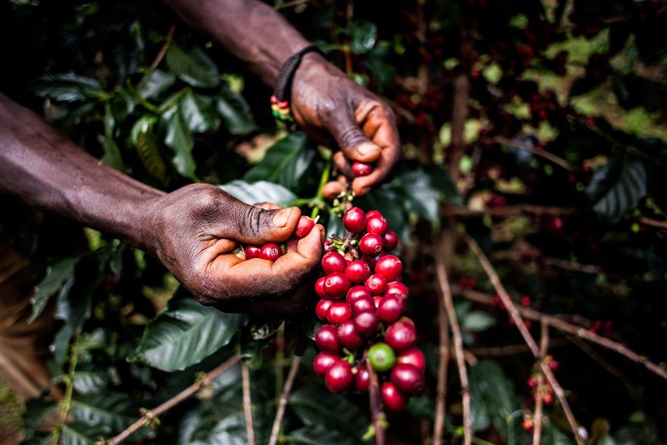 Uganda Coffee Tour Experience
