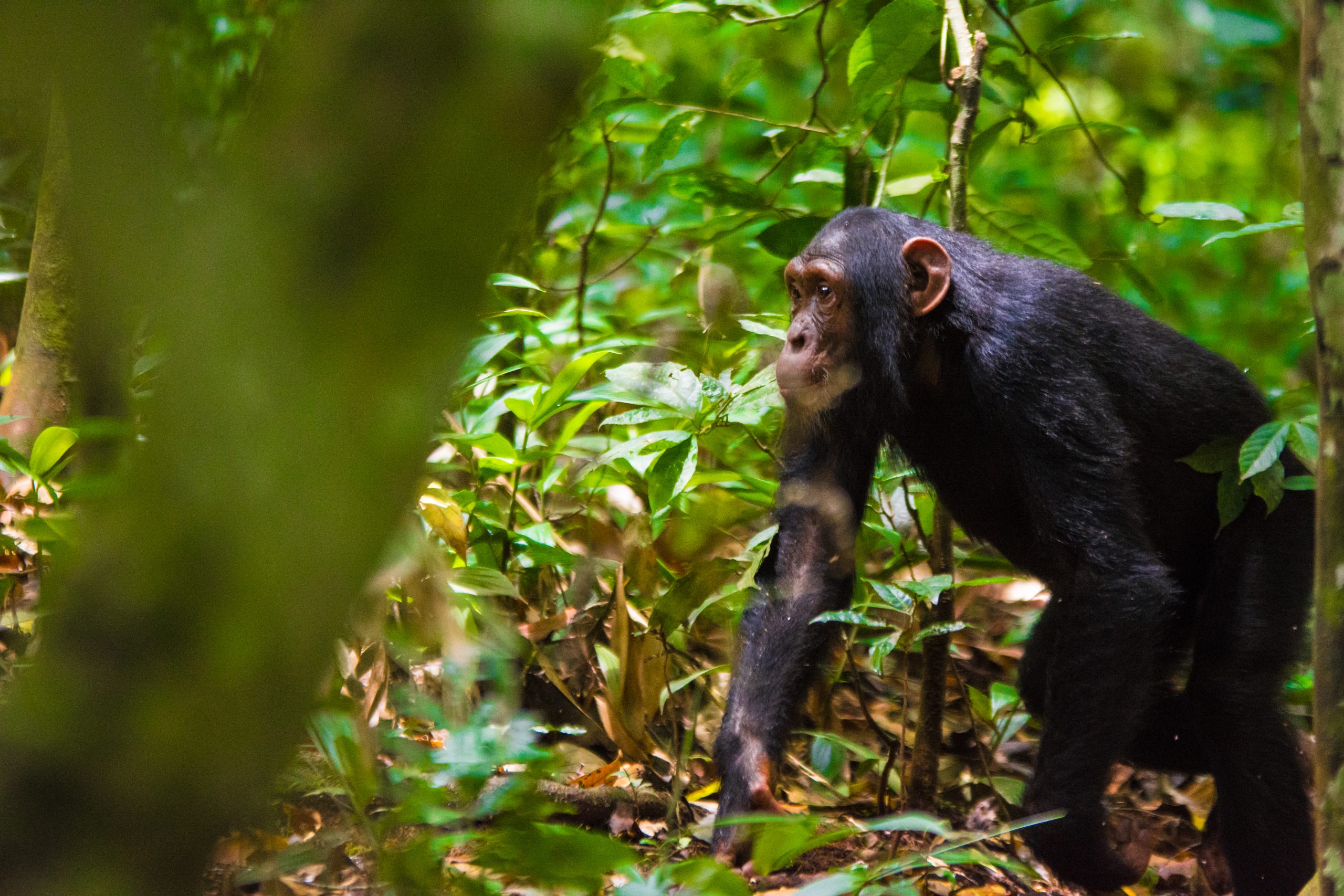 5 Days Gorilla and Chimpanzee Safari Uganda