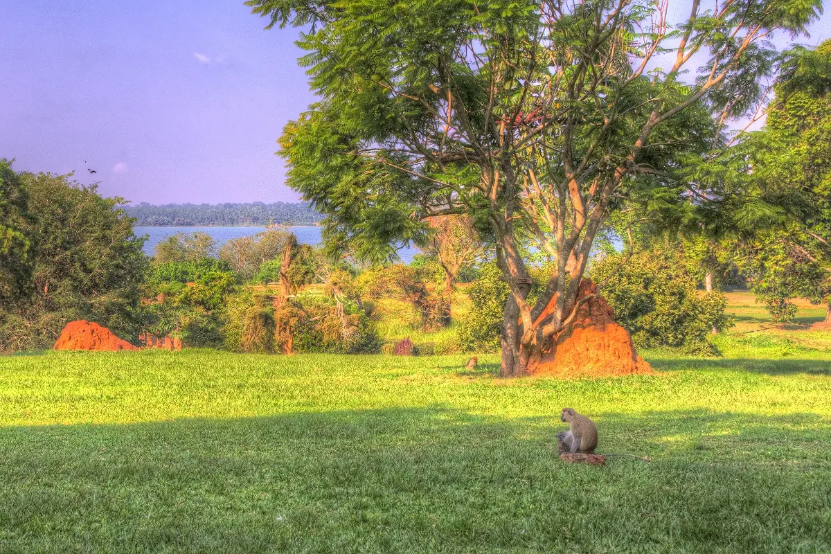 Entebbe Botanical Gardens Experience