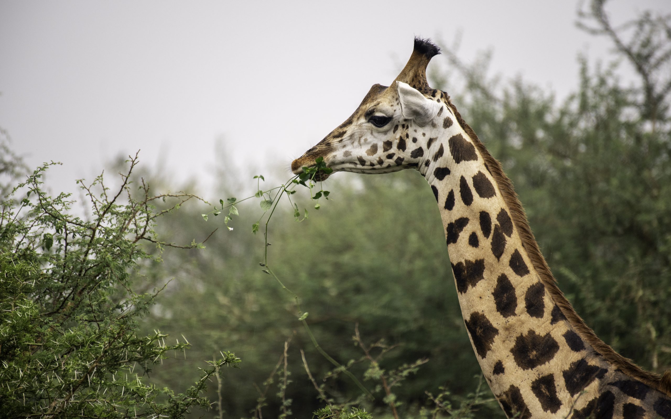 2 Days Lake Mburo Safari