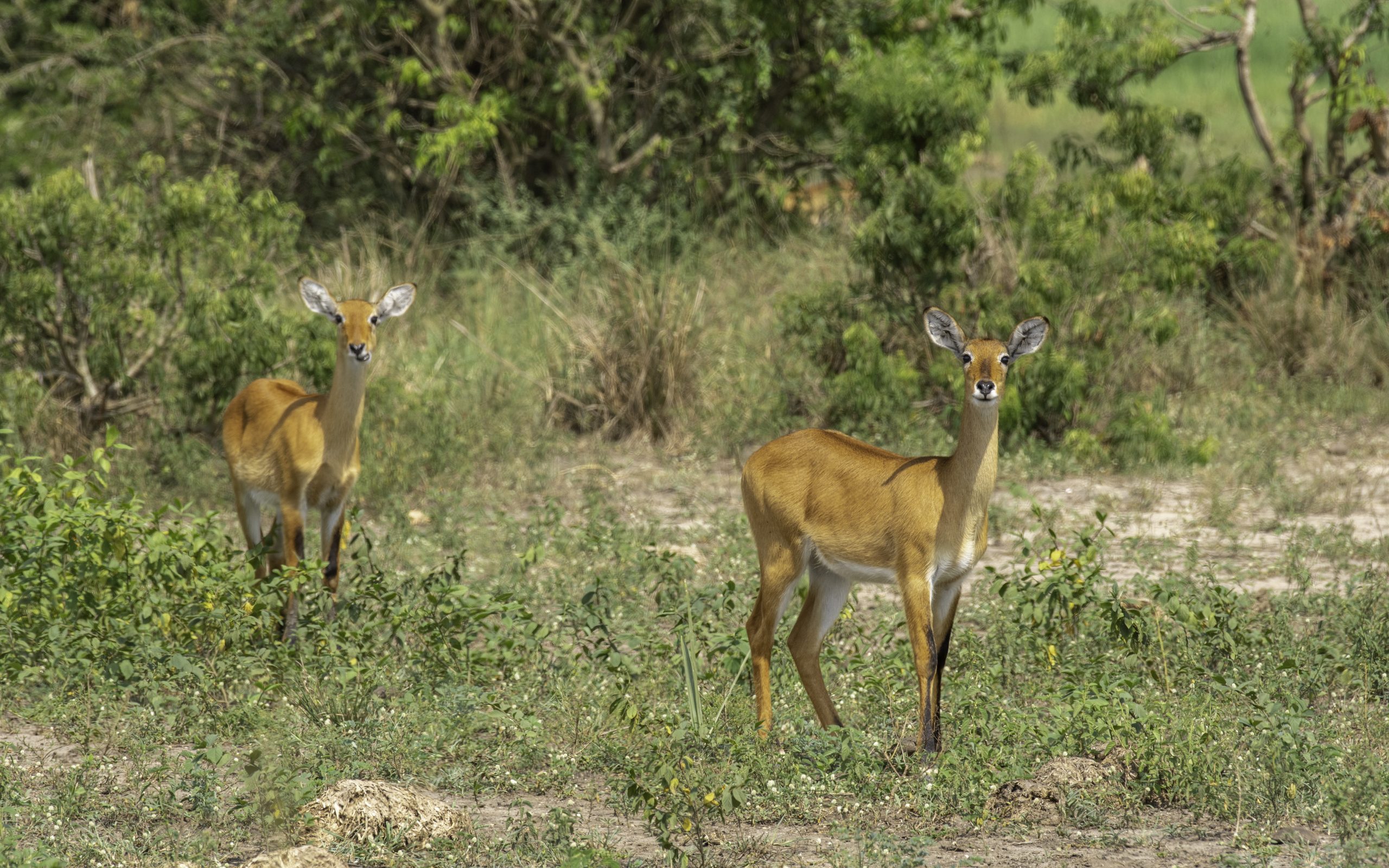 2 Days Uganda Safari