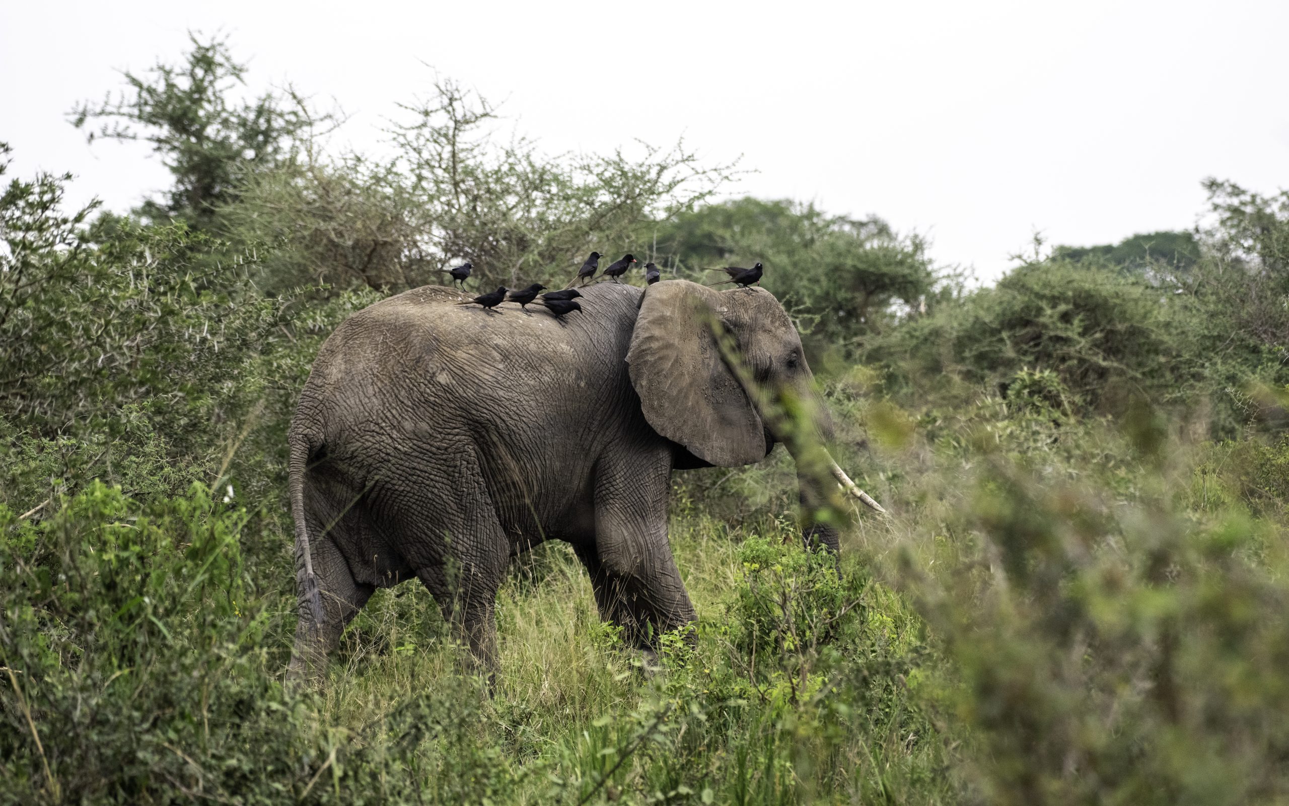 2 Days Murchison Falls Safari