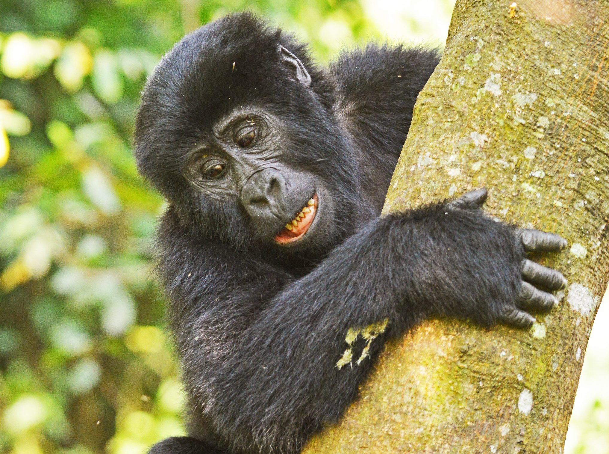 Gorilla Families in Uganda