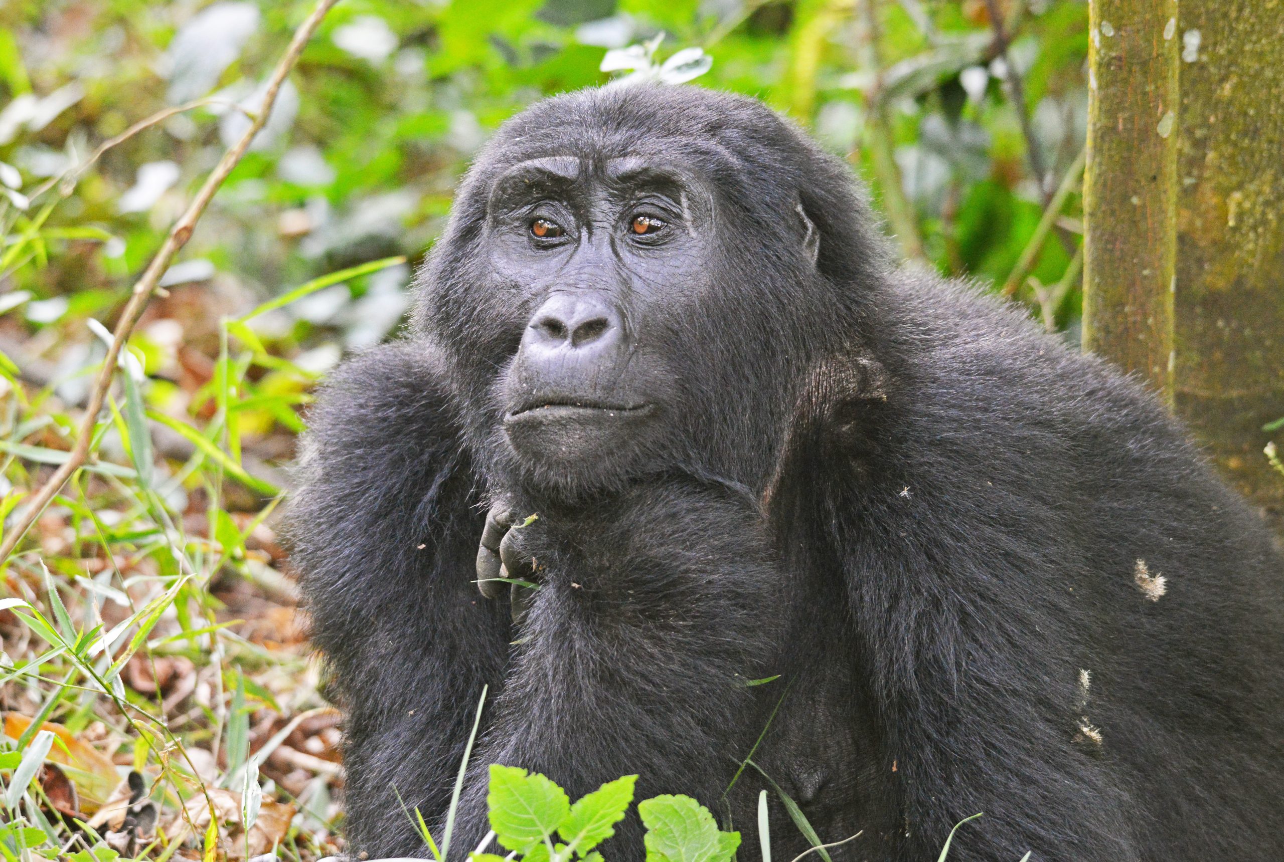 Rwanda Permits