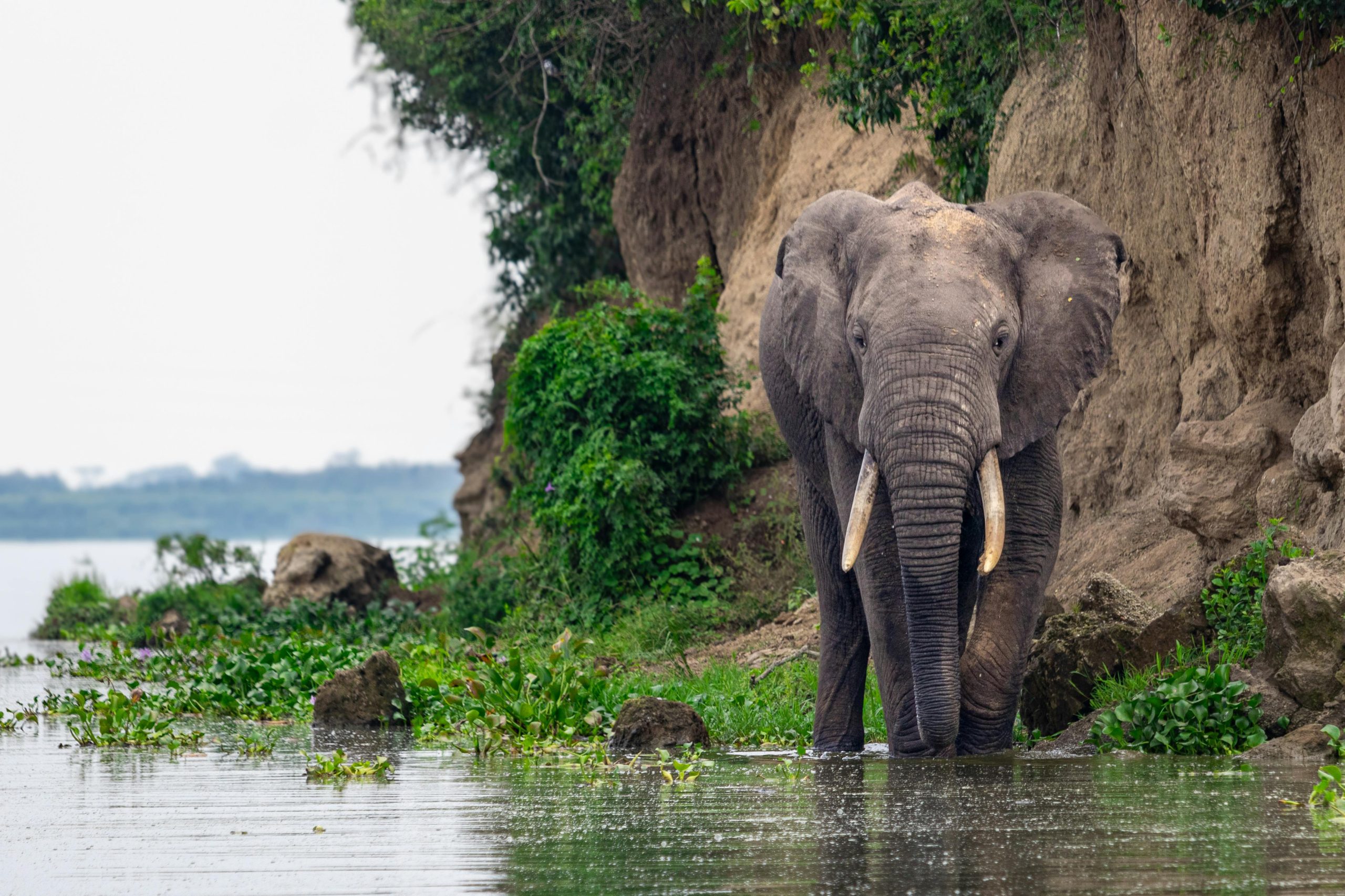 12 Day Uganda Safari Gorilla Trekking and Wildlife