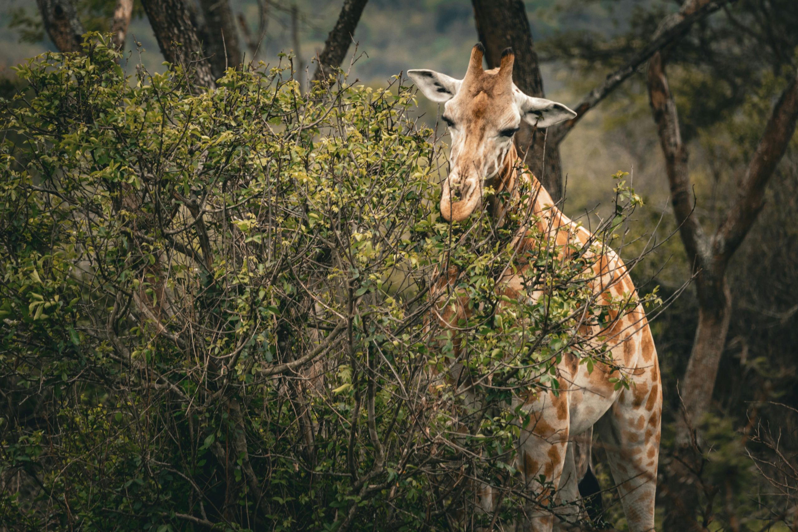 8 Days Uganda Safari