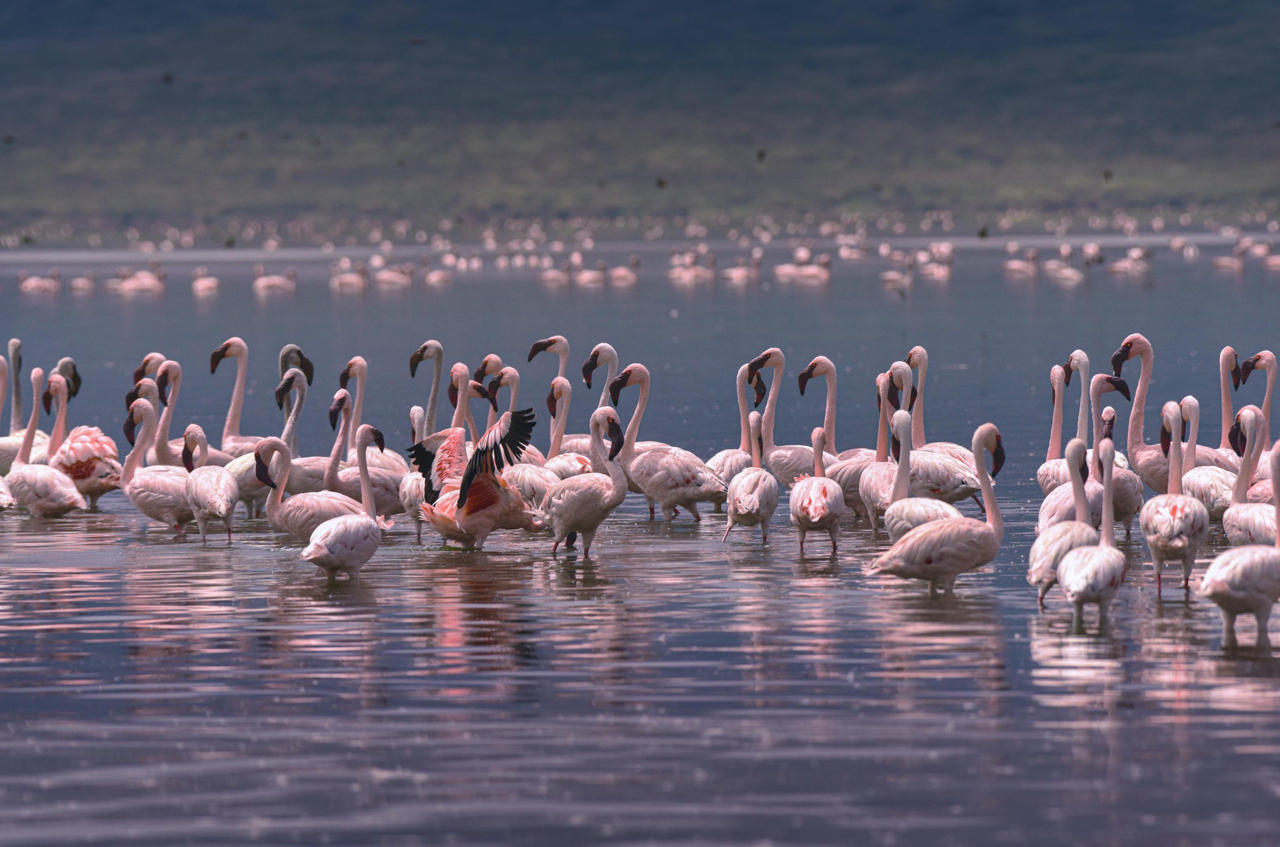 Lake Elementaita Birding Tour
