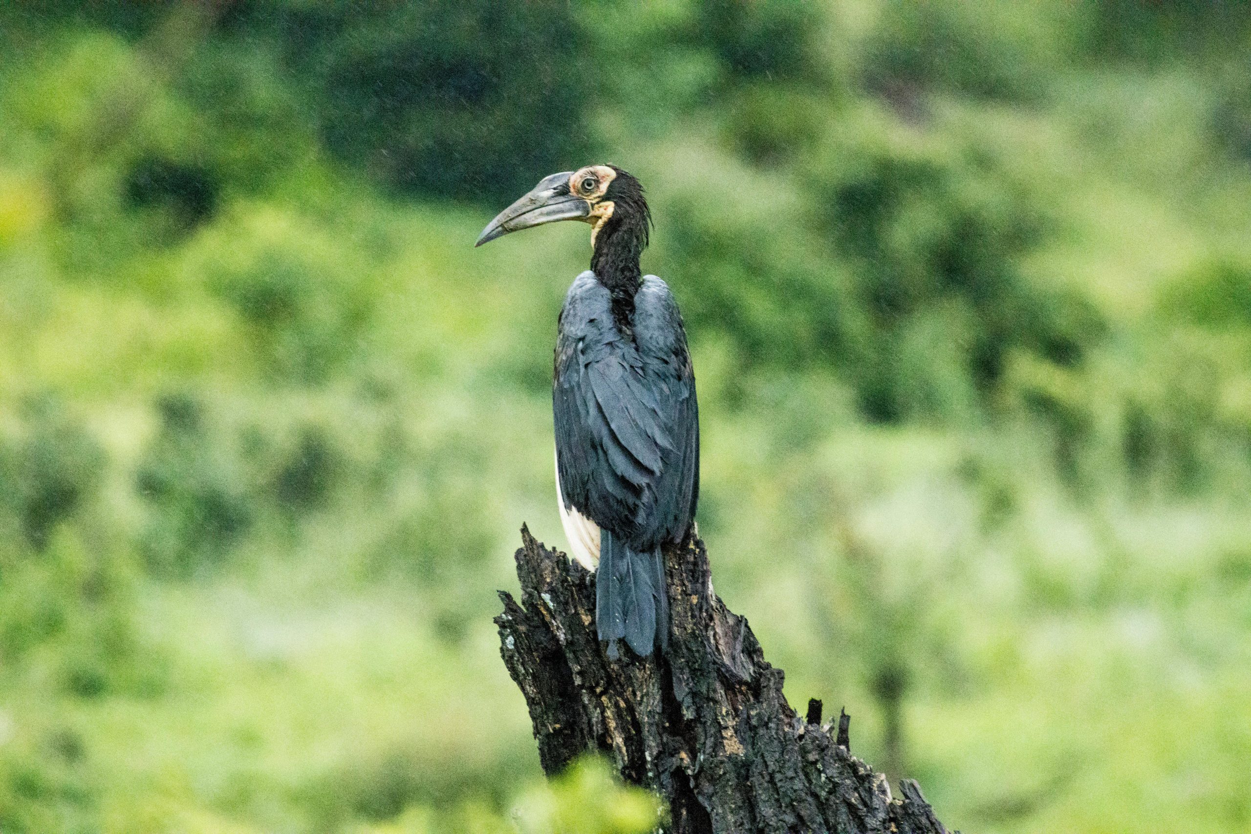 12 Days Birding Uganda Rare Species Tour
